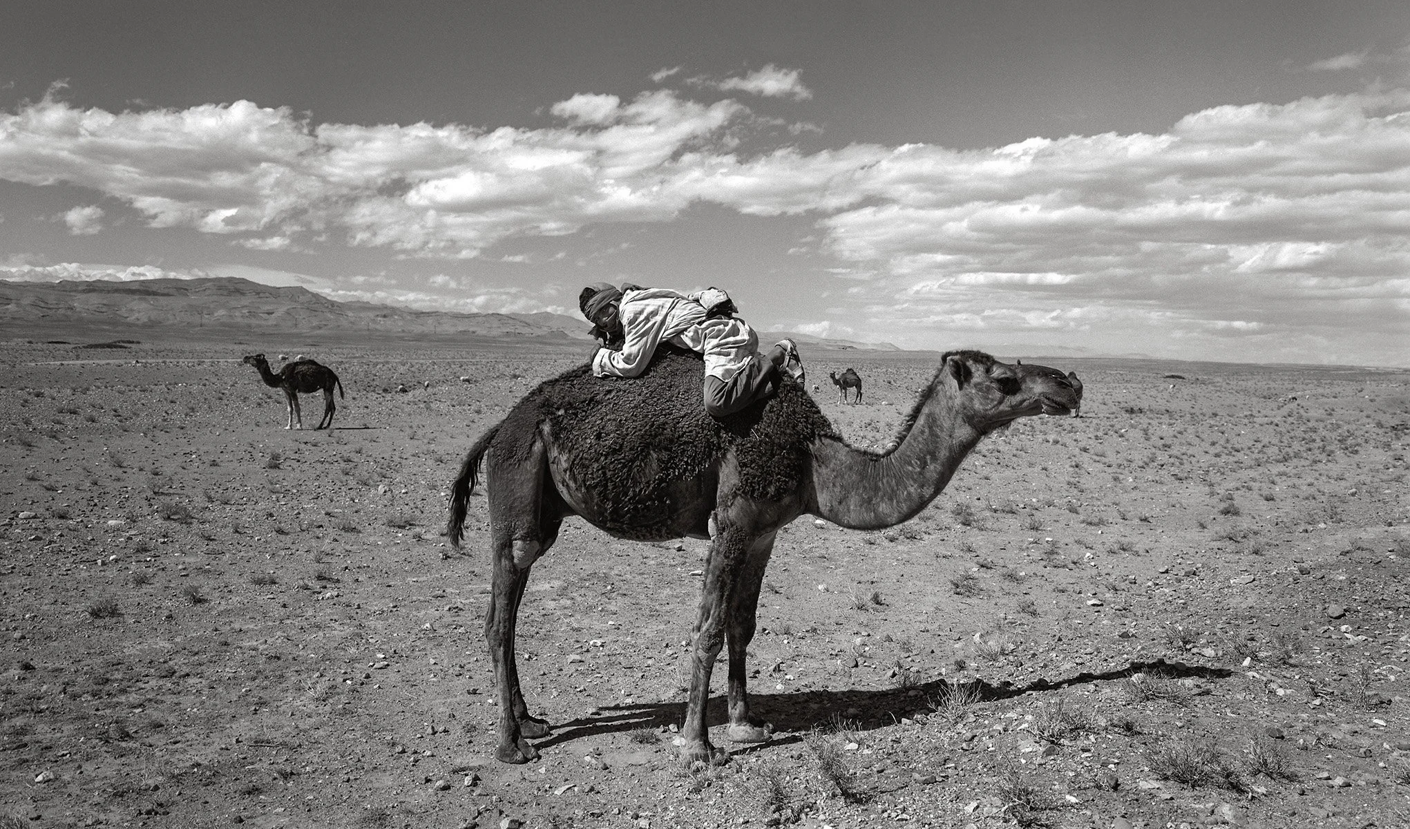 1Boy on Camel Morocco-Edit-3.jpg