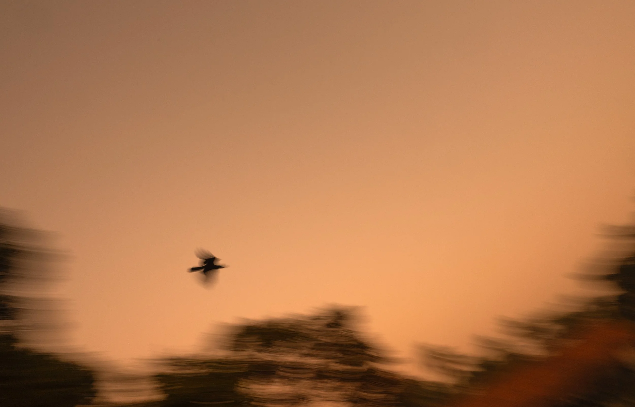 Fly