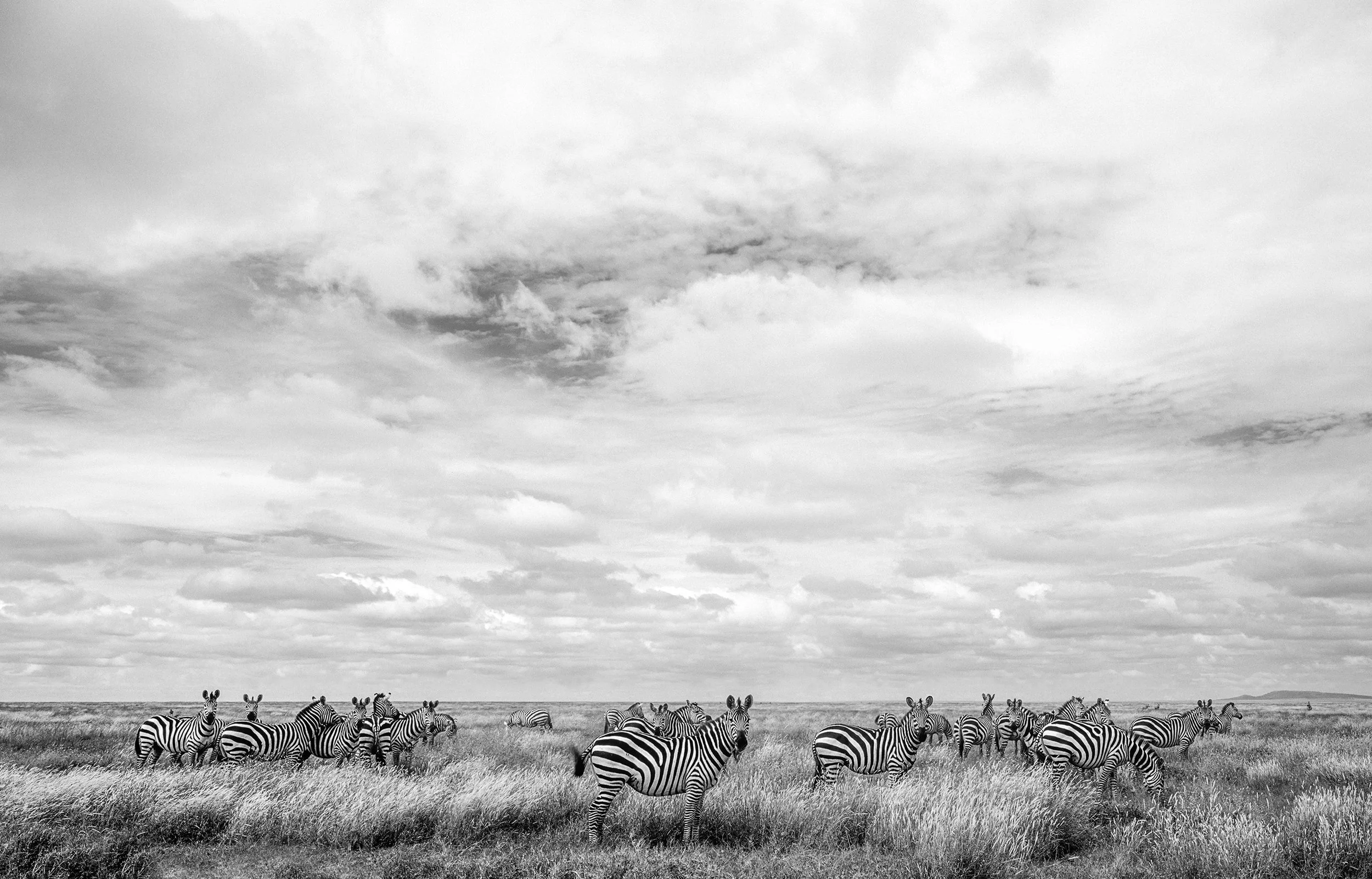 1ZEBRA BUZZ no size.jpg