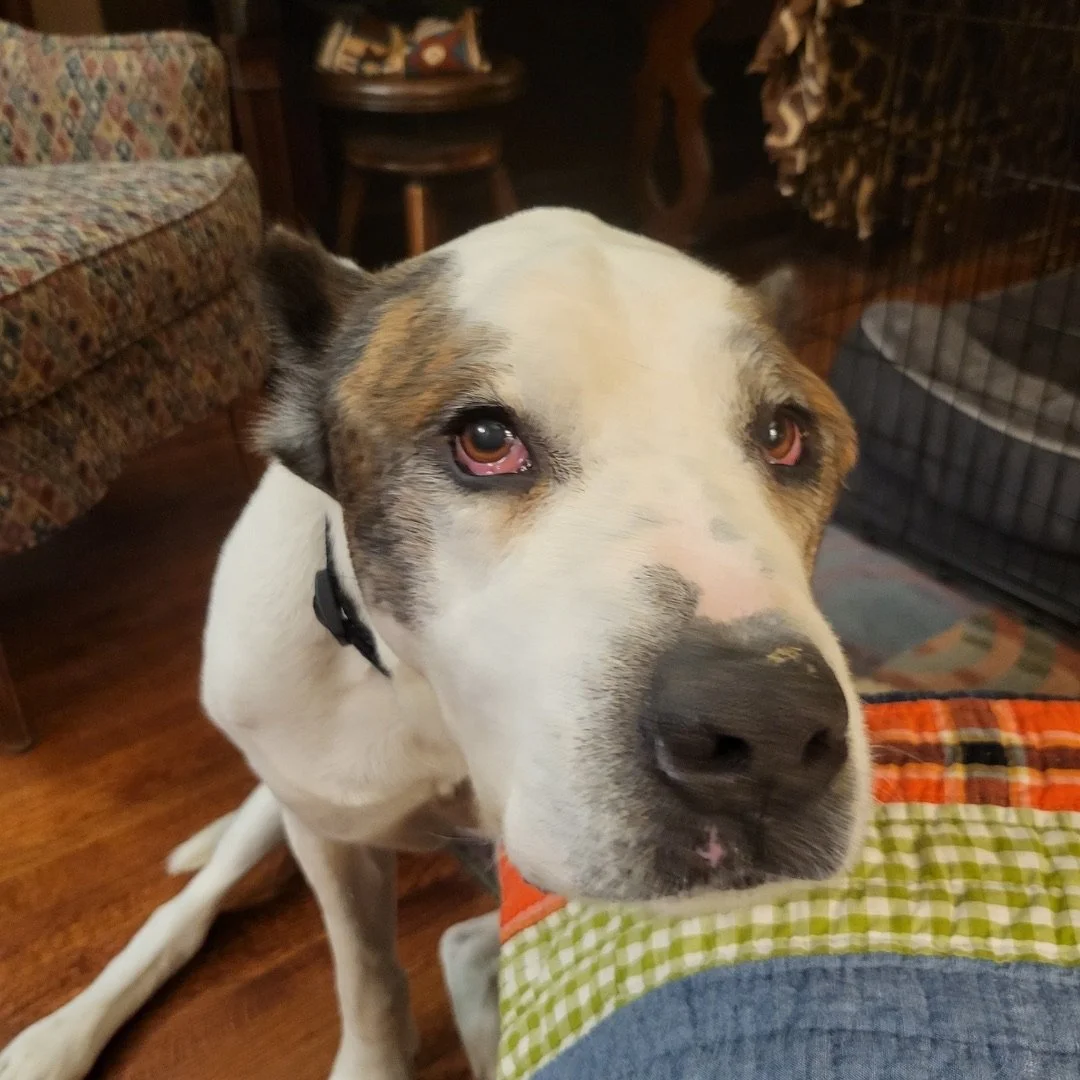 sampson.jpg
