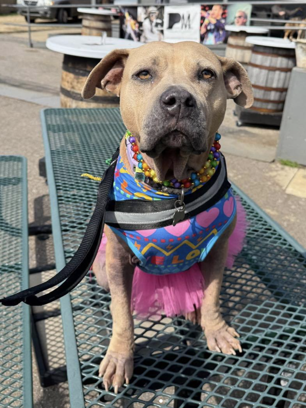 Screenshot 2026-03-03 at 8.58.23 AM.png