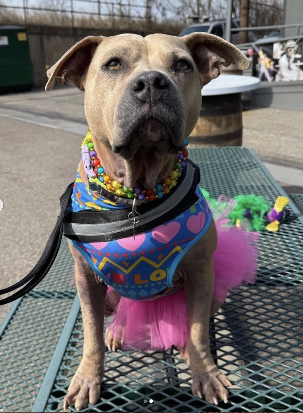 Screenshot 2026-03-03 at 8.58.32 AM.png