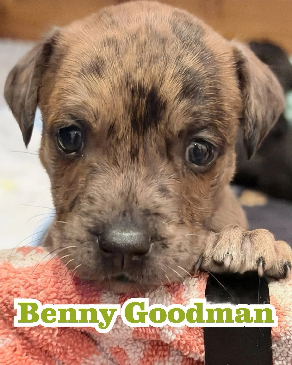 benny.jpg