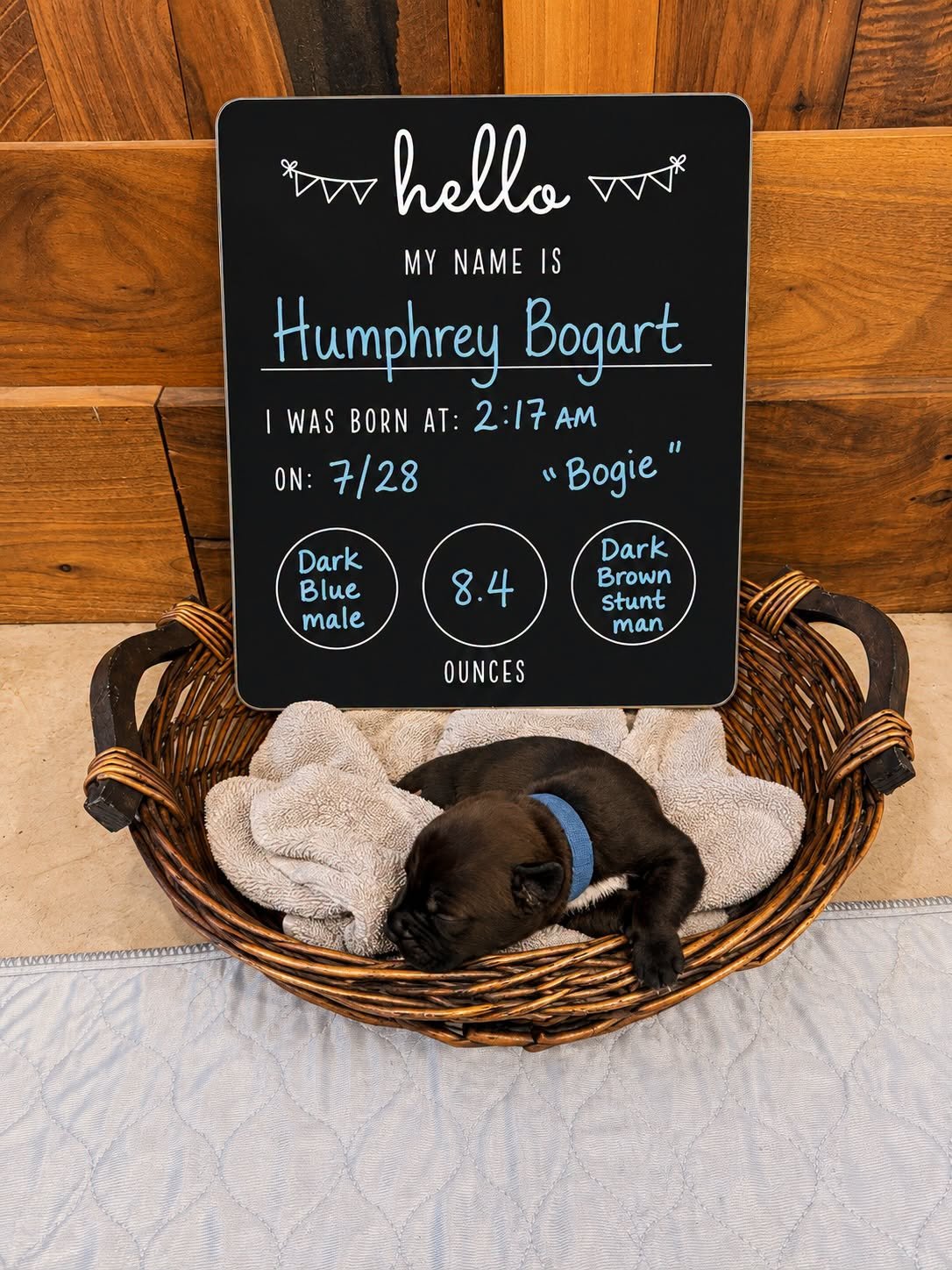 Humphrey Bogart.jpg