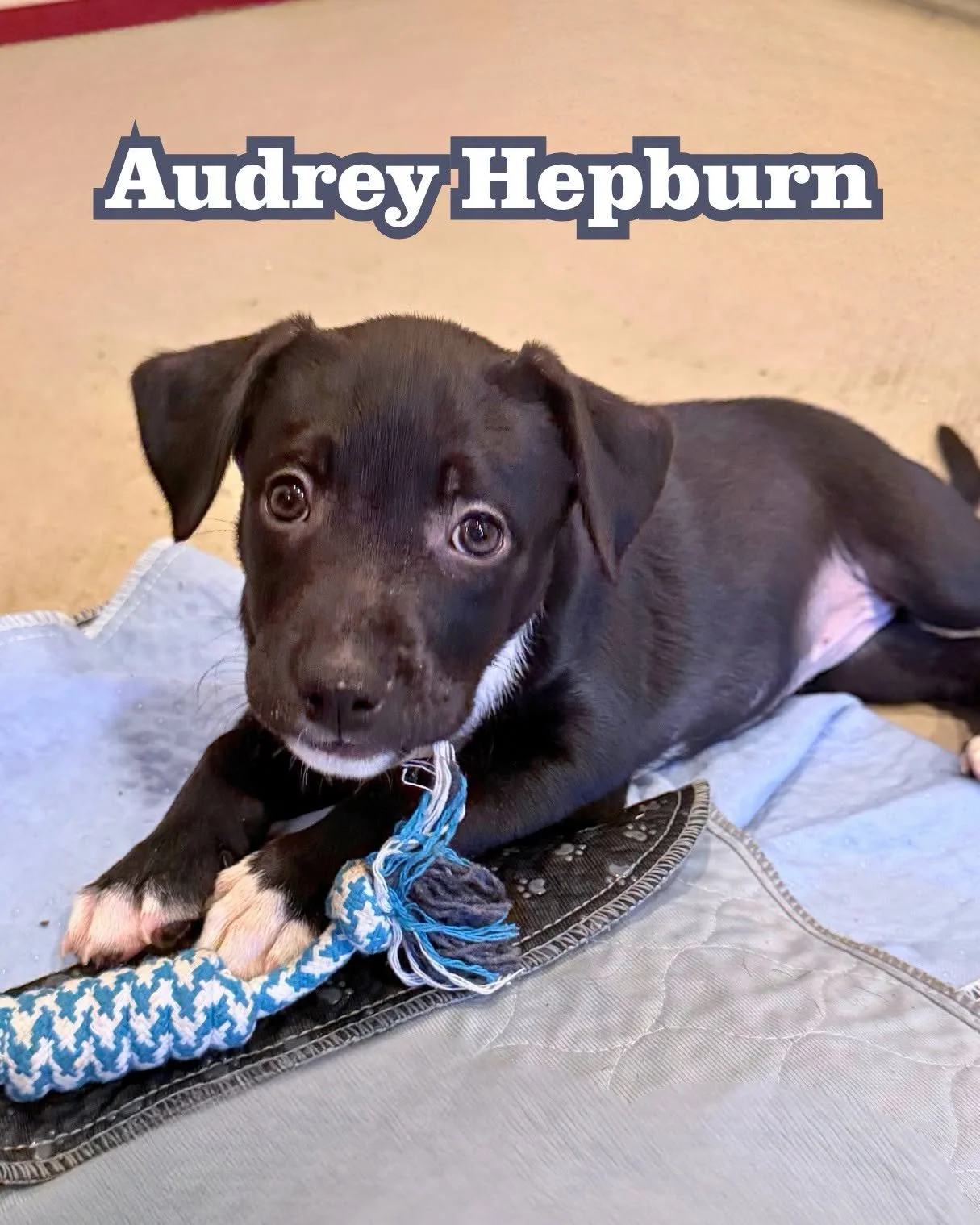 audrey.jpg