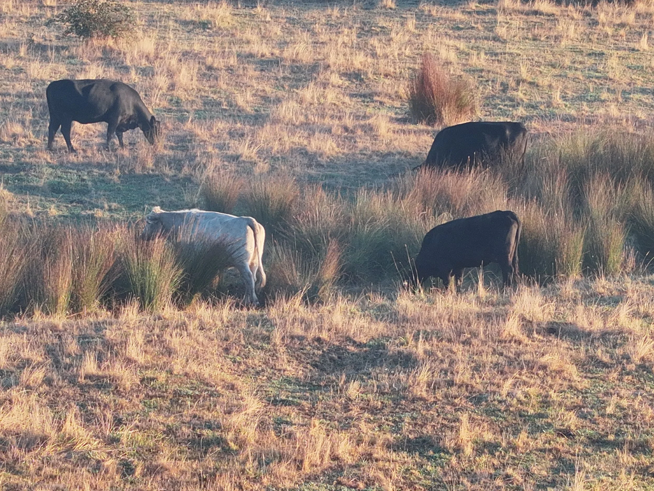 Rural Farm20250318074731_0017_V.JPG