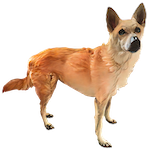 Dingo Over Land Drone 