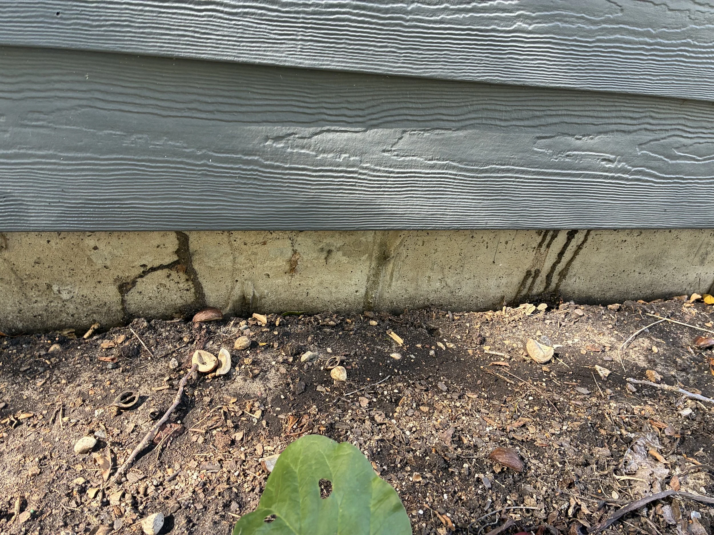 Who Is at Risk for Termites?