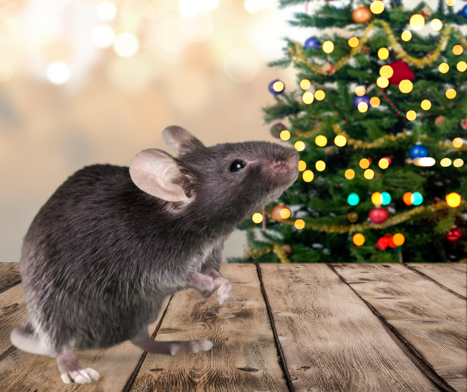 Don’t Let Rodents Move In for the Holidays: Winter Prep Tips for Home &amp; Business