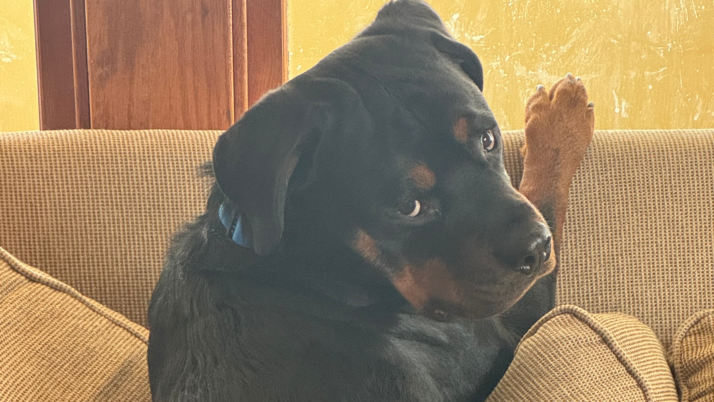 Pet-Friendly Pest Control