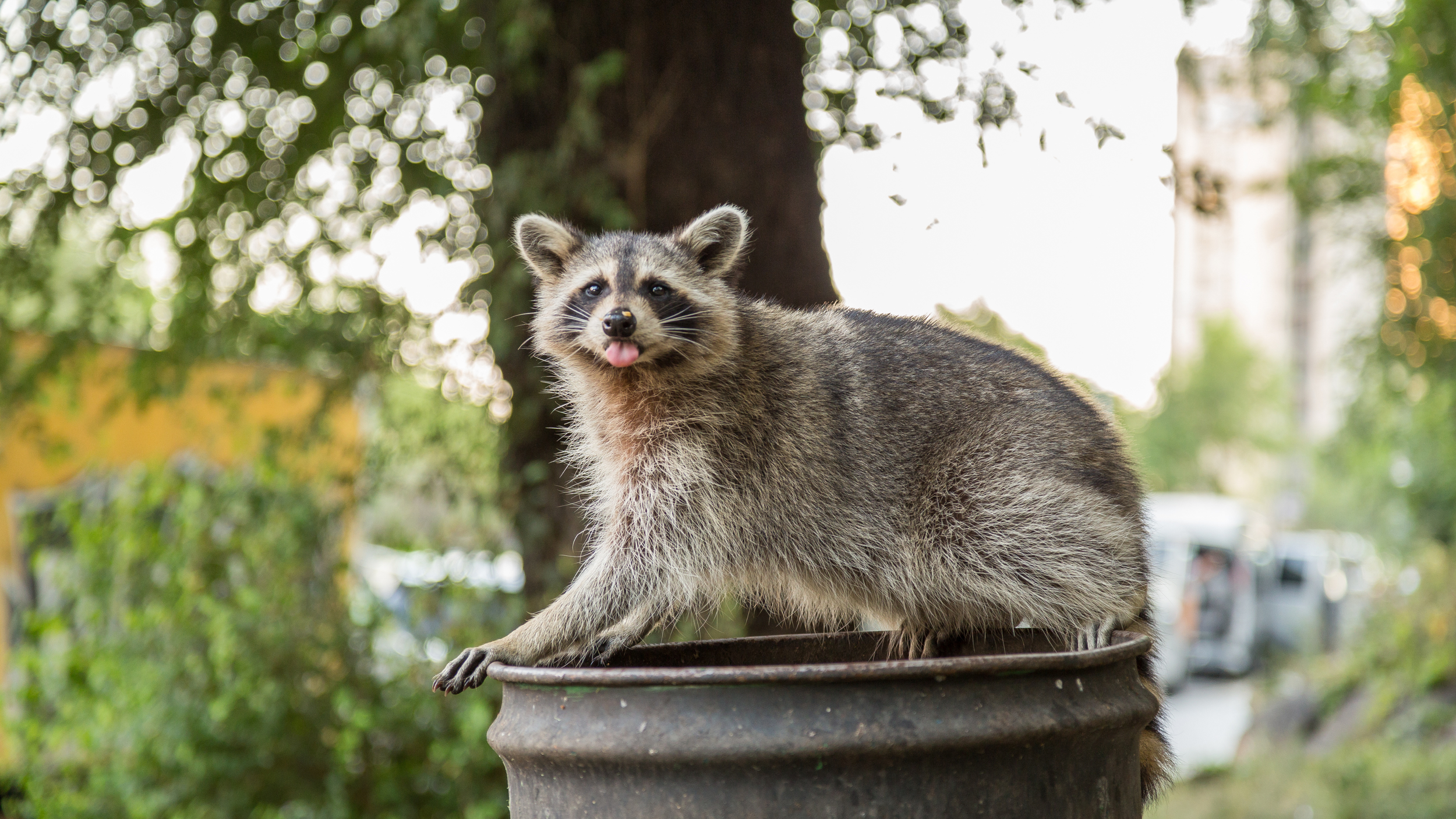 Wildlife in Attics During Cold Weather