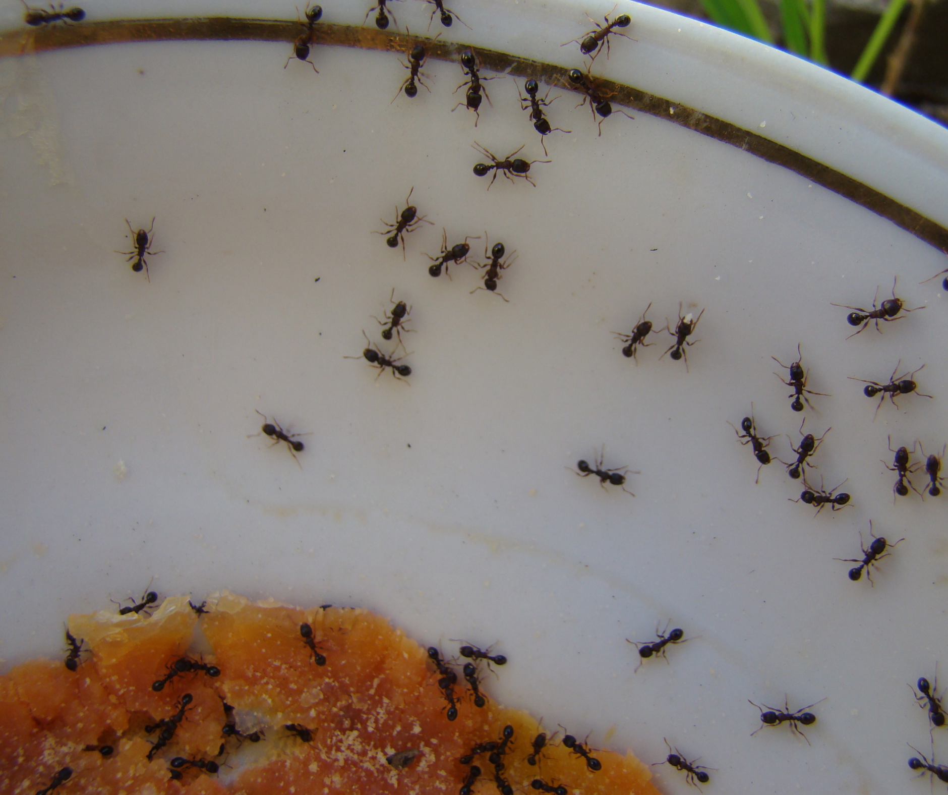Why Ants are Showing Up in your Home and Why They Keep Coming Back