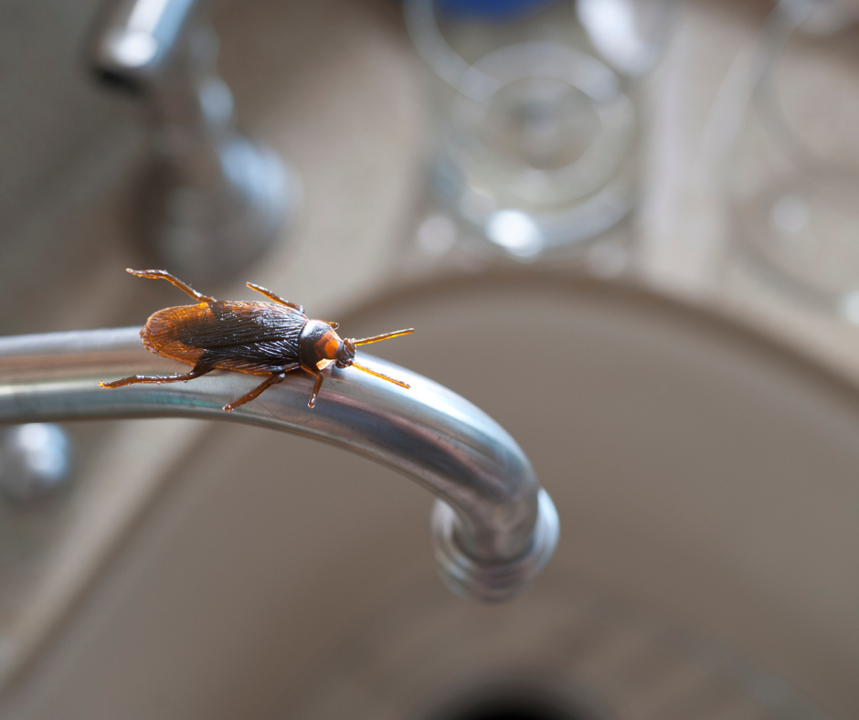 Spring Bugs in Iowa: What’s Waking Up Around Your Home Right Now?