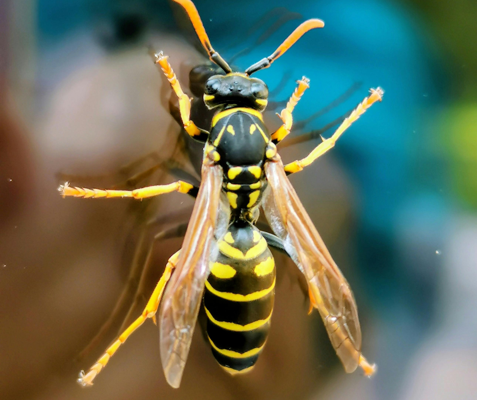 Are Spring Pests Dangerous — or Just Annoying?