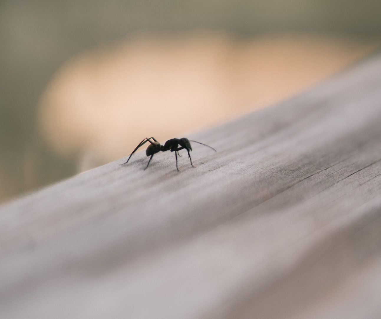 What That “Single Bug” in Your Iowa Home Really Means