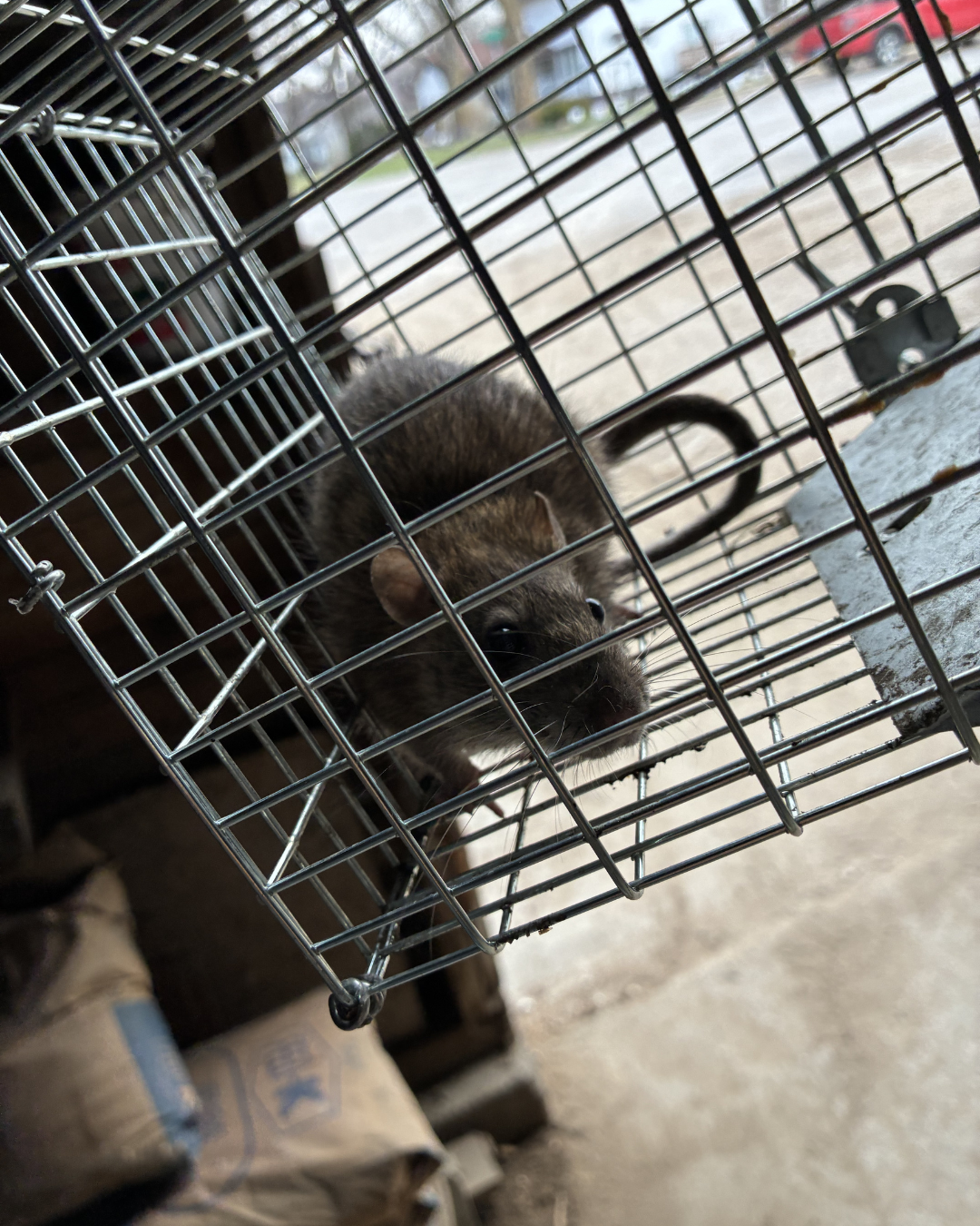 Fall Rodent Prevention Checklist for Sac City Homeowners