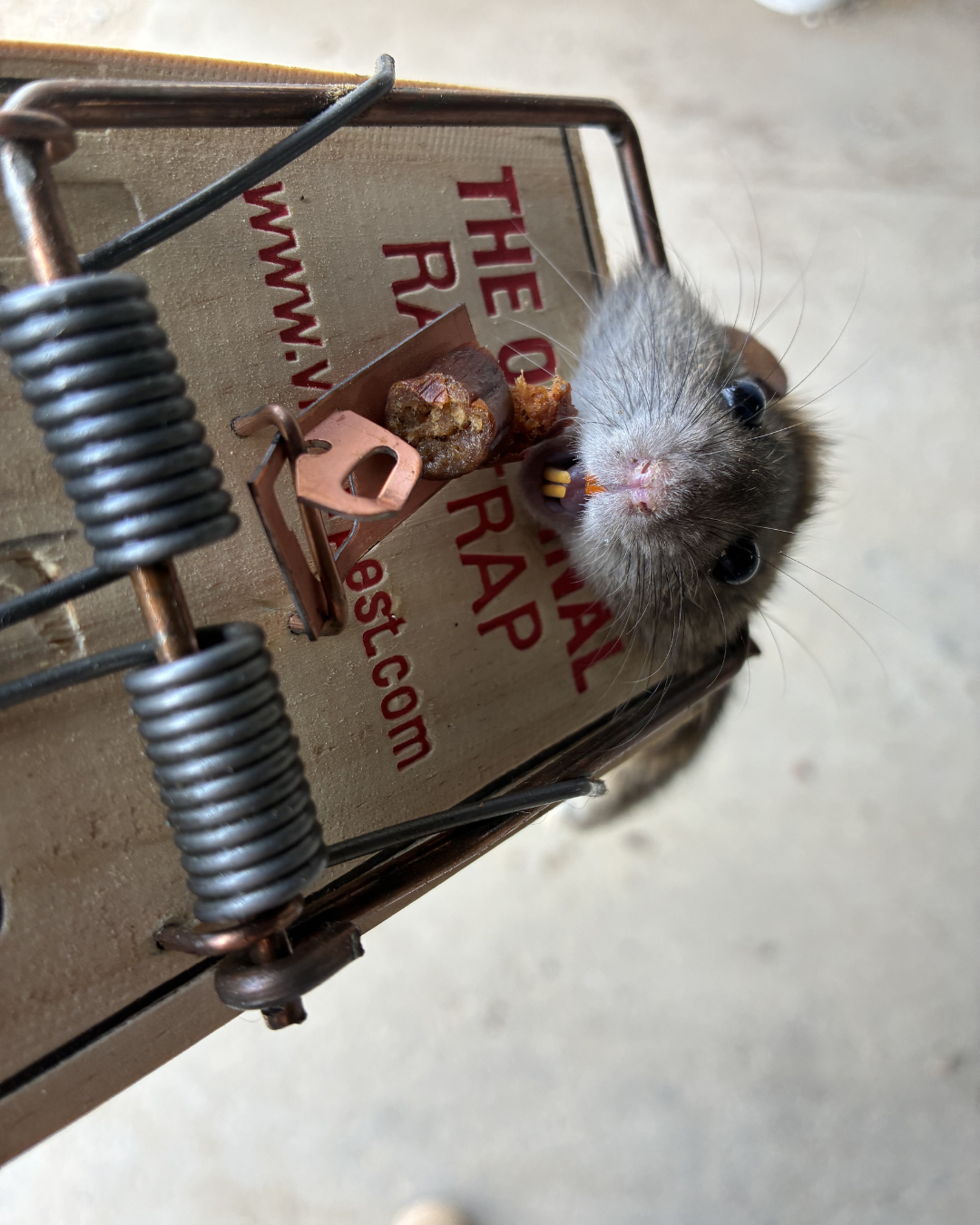 Mice, Rats &amp; Voles — What's Actually Living on Your Iowa Property?