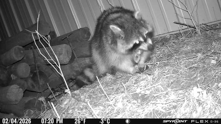How to Get Rid of Raccoons, Mice, and Rats on Your Farm
