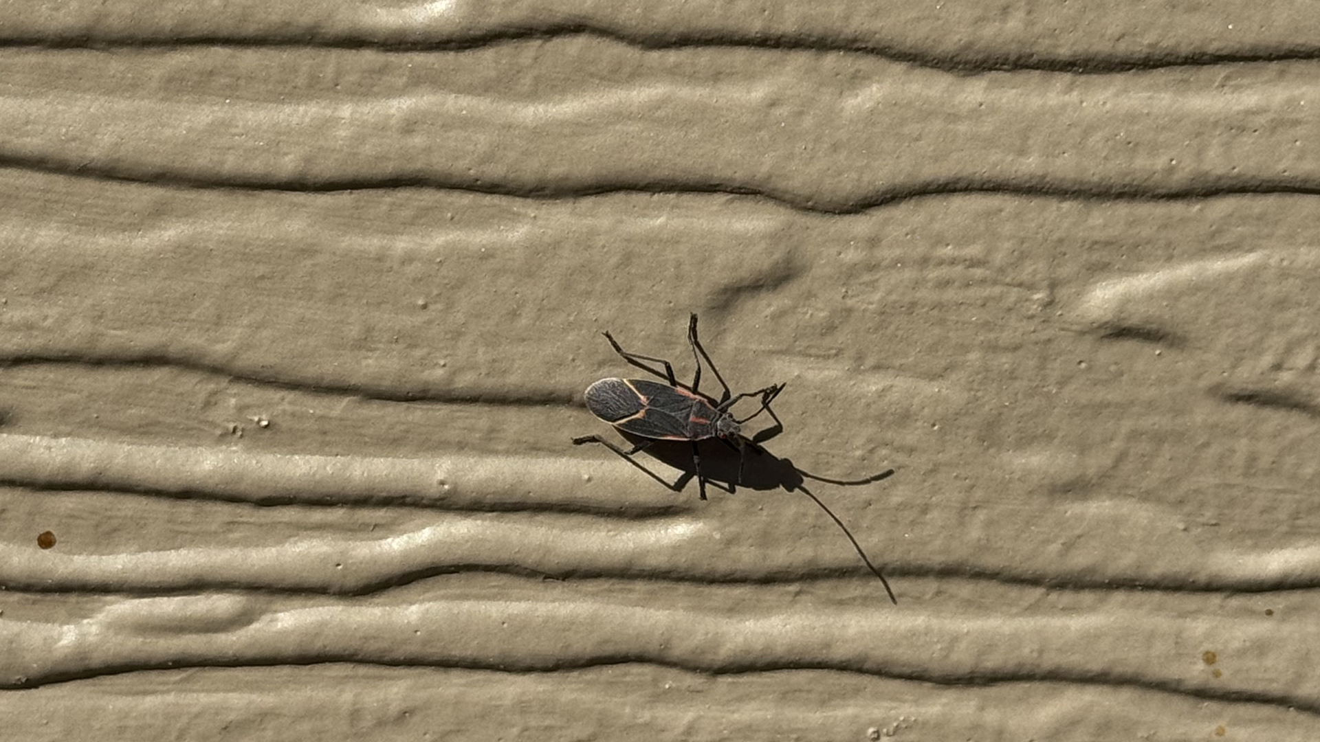 How to Get Rid of Boxelder Bugs in Iowa