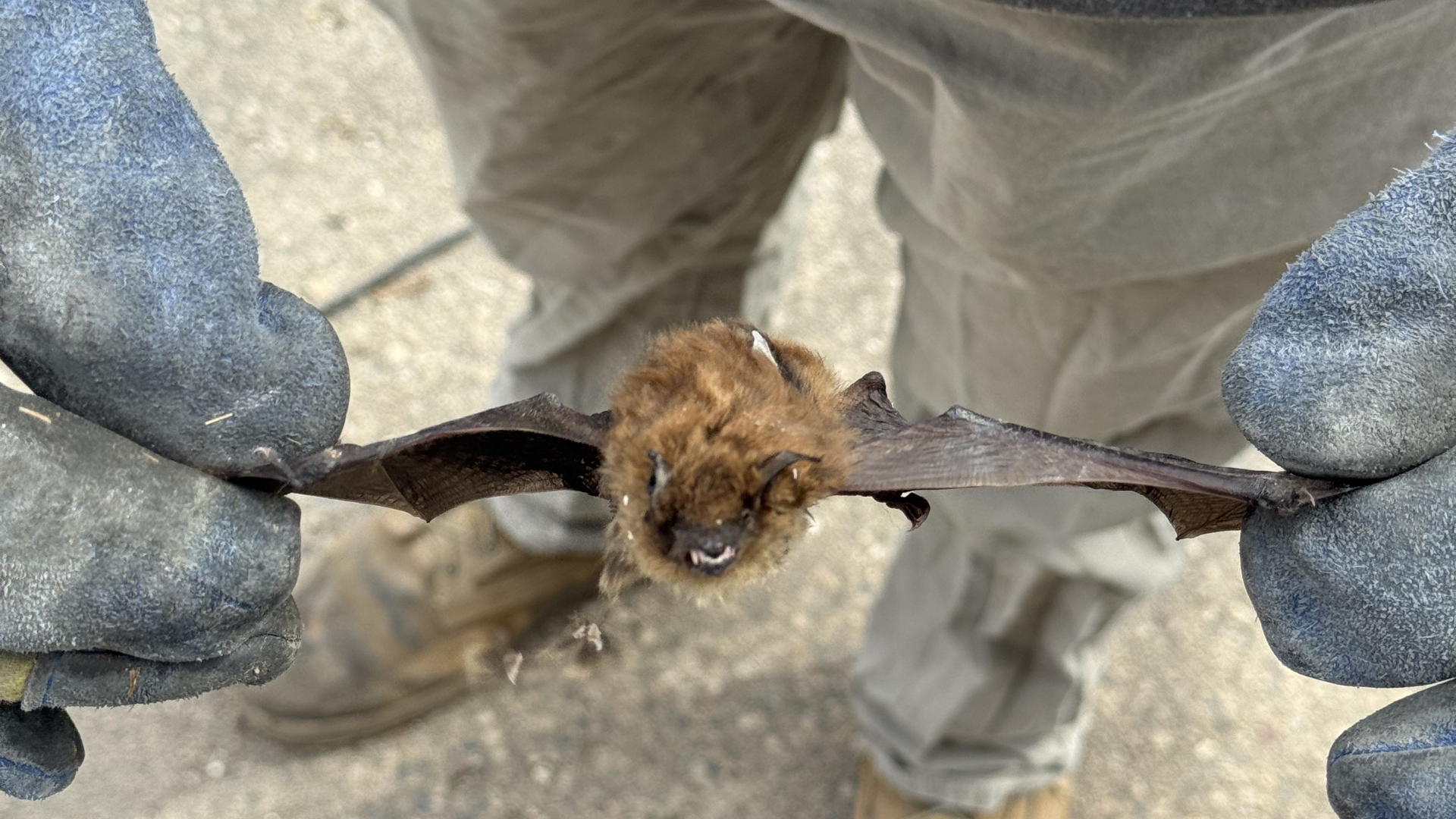 Bats in Iowa: What Homeowners Need to Know