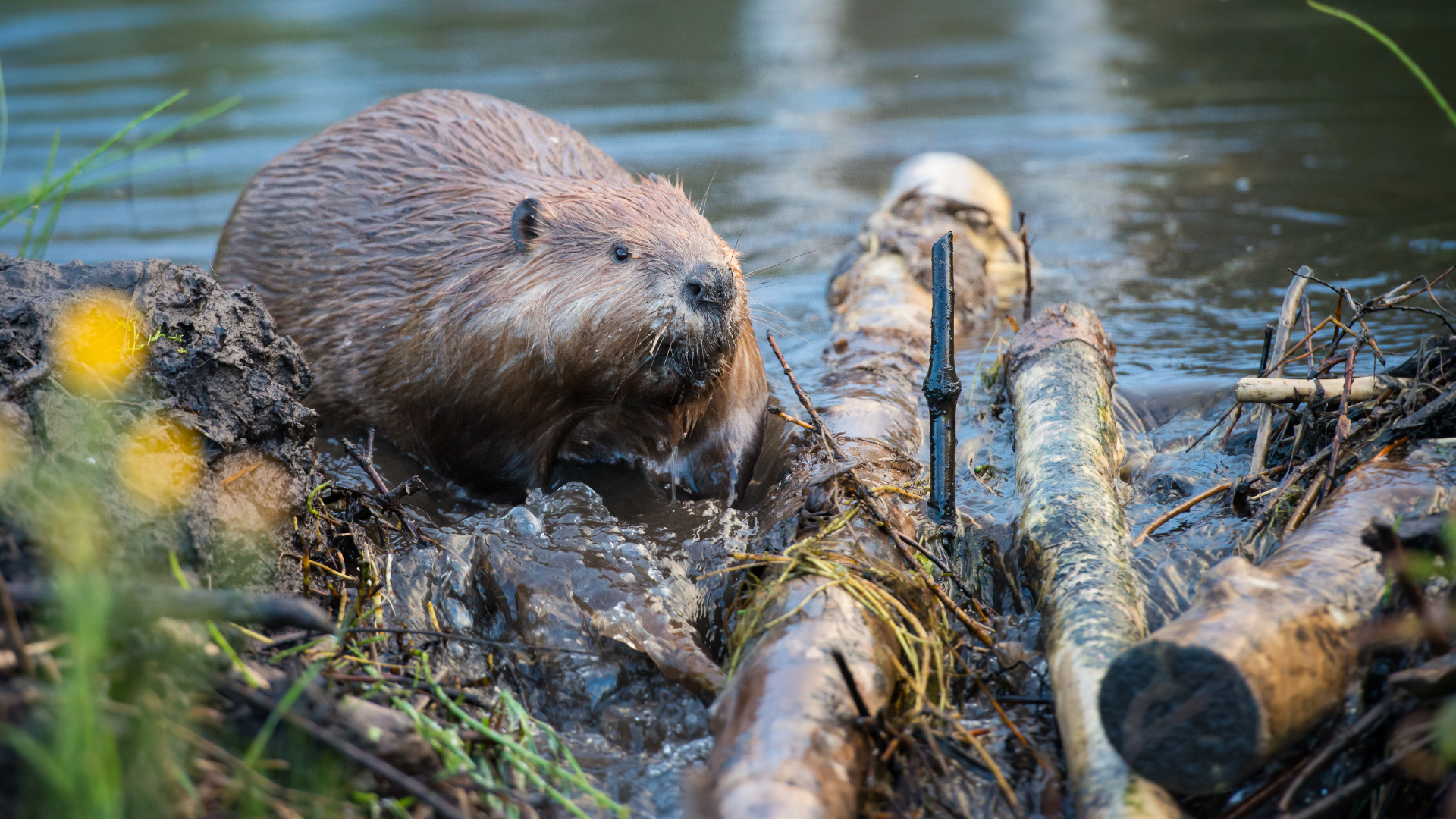 Wildlife Control for Iowa Acreages