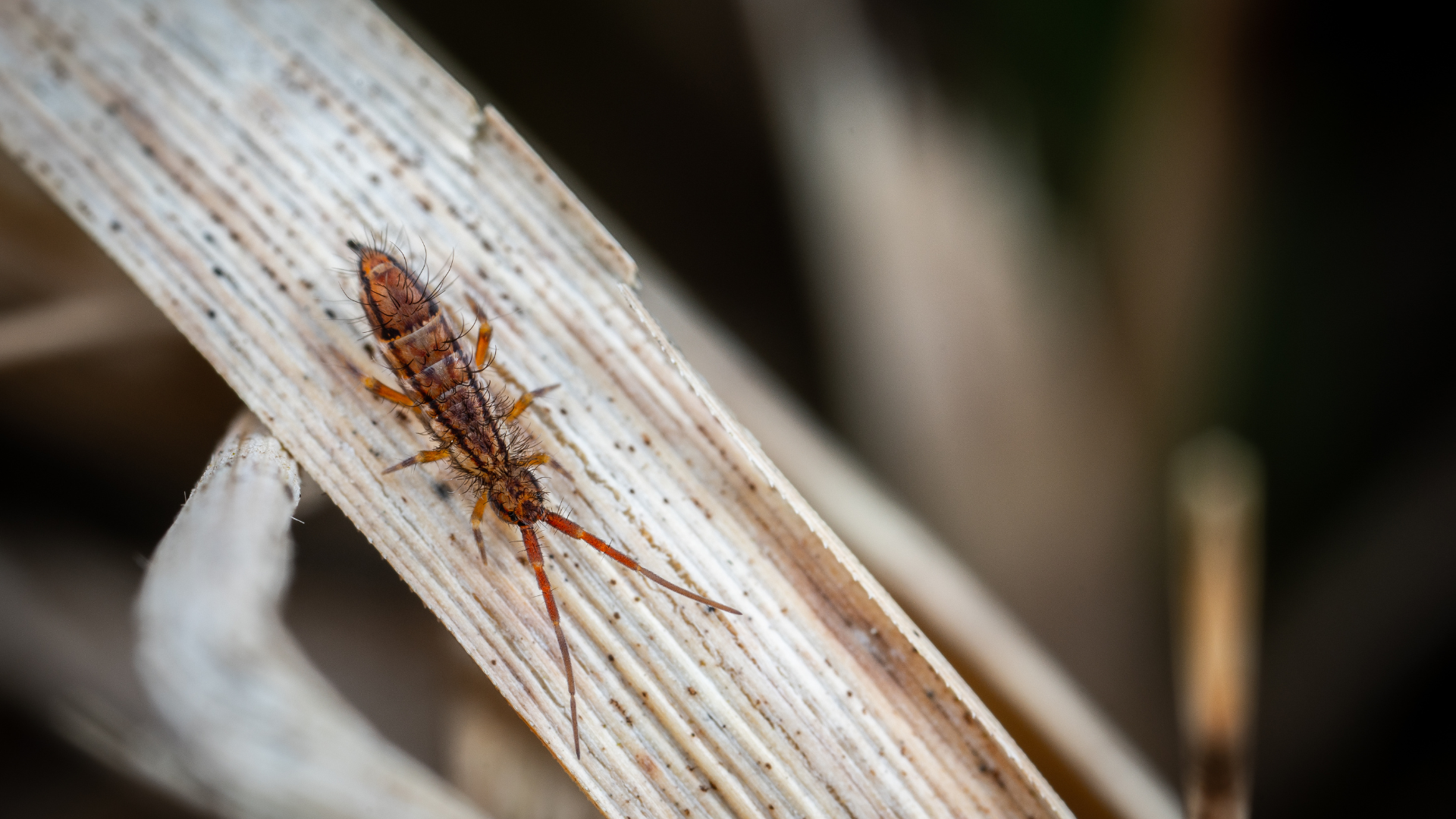 What Are Springtails and Are They Harmful?