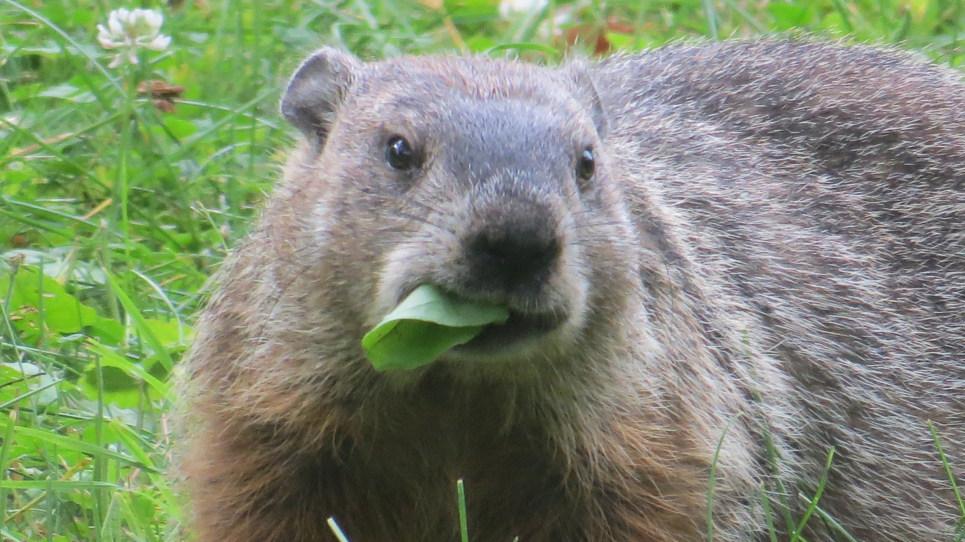 How Woodchuck Burrows Can Damage Your Property