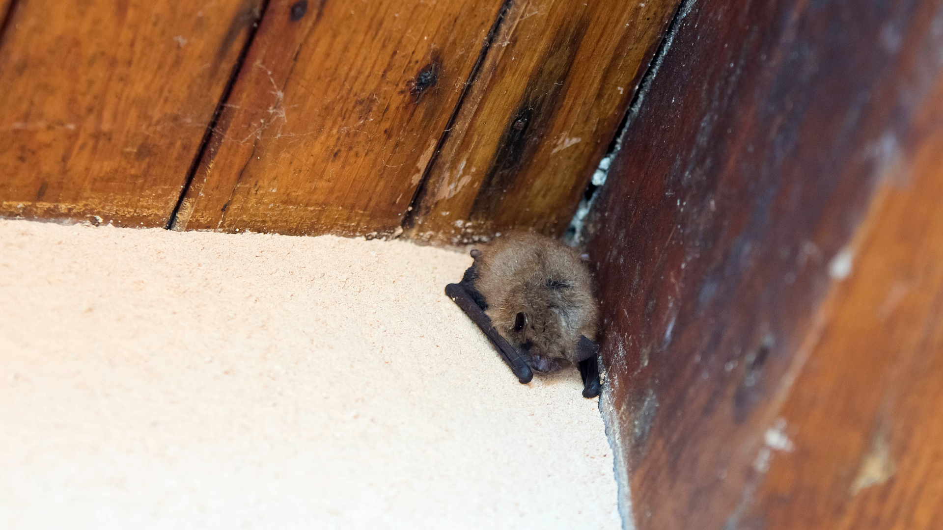 Proper And Effective Bat Removal In Iowa