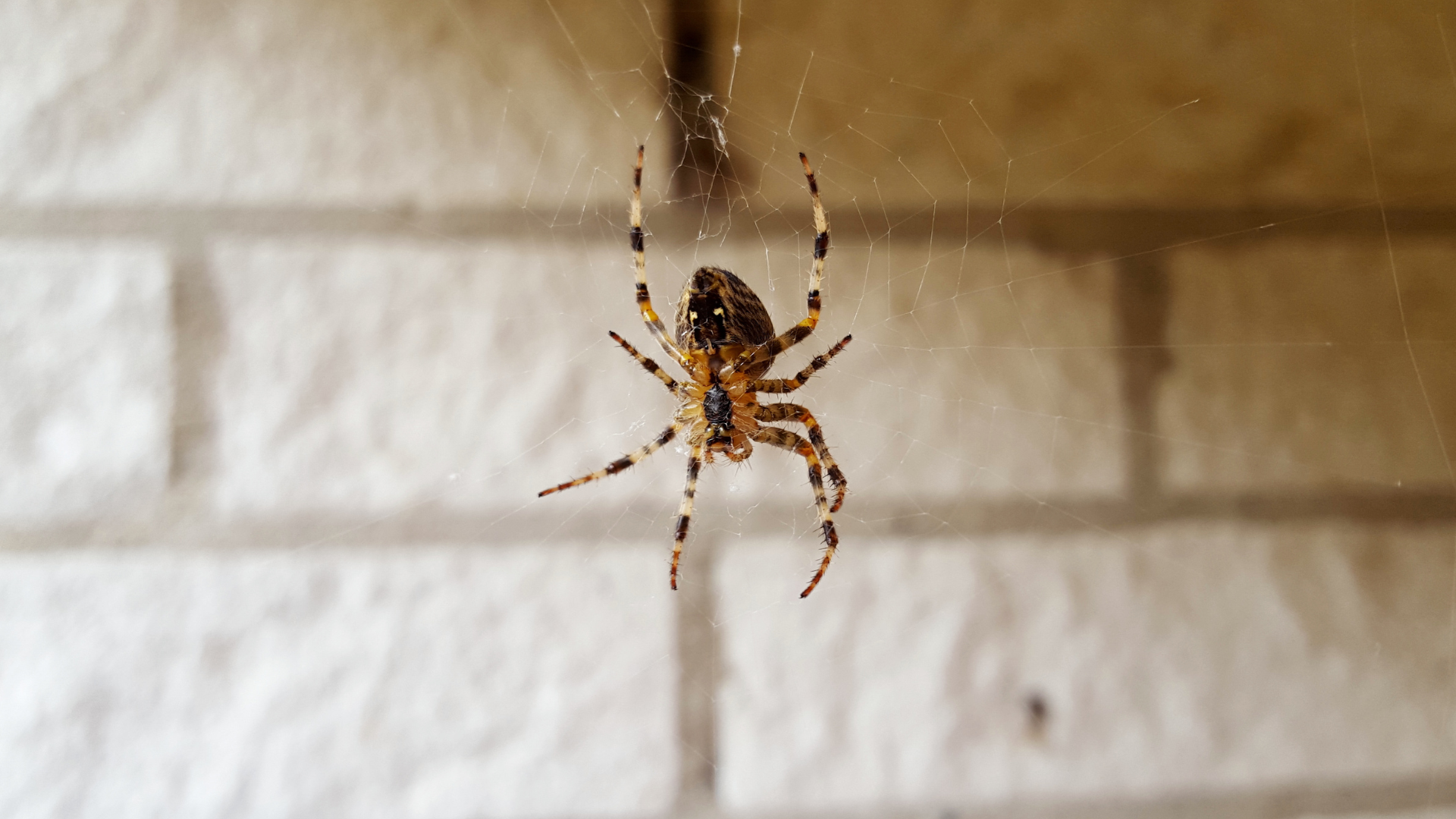 Homes See More Spiders in Late Summer