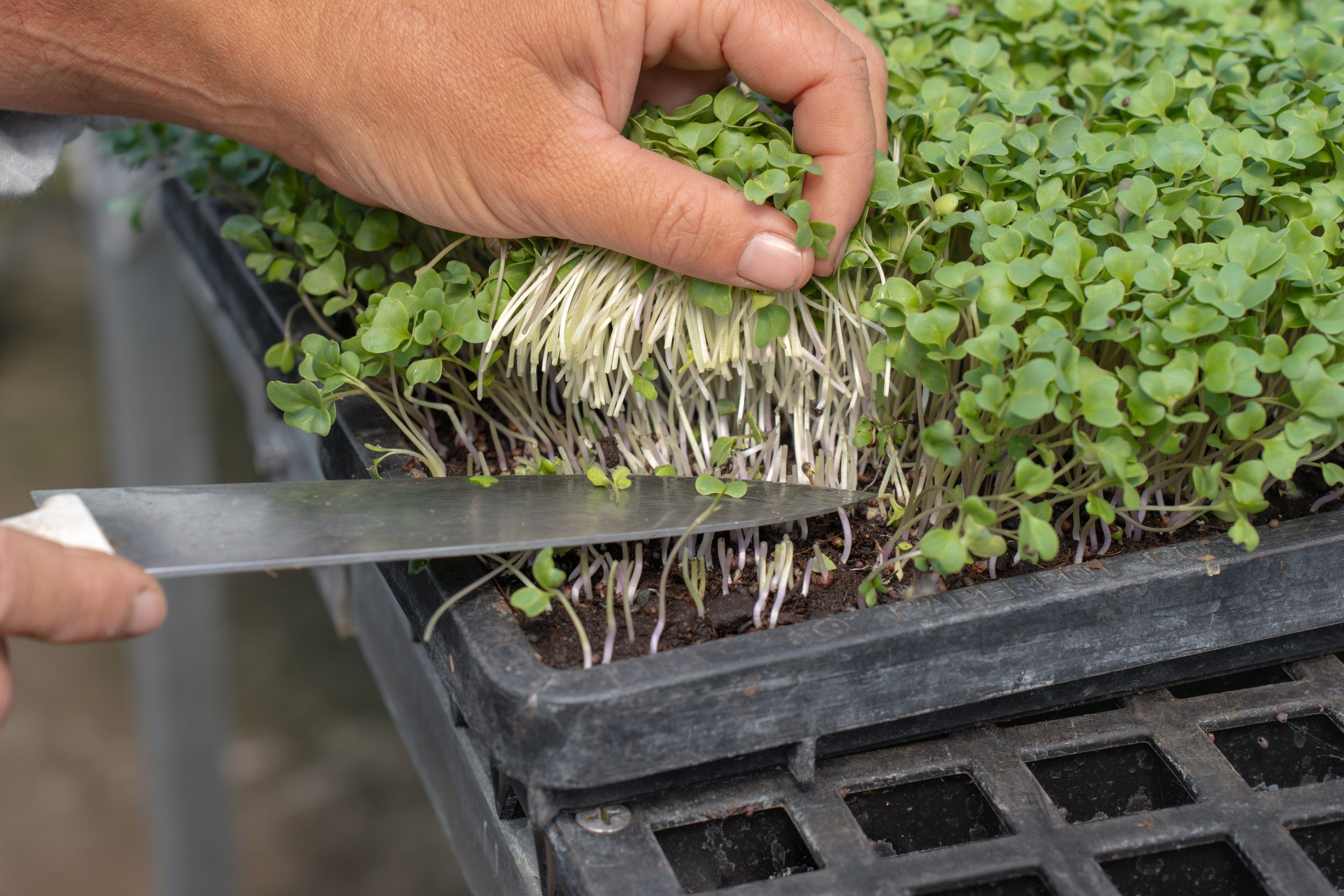 10-03_micro harvest.jpg.jpg