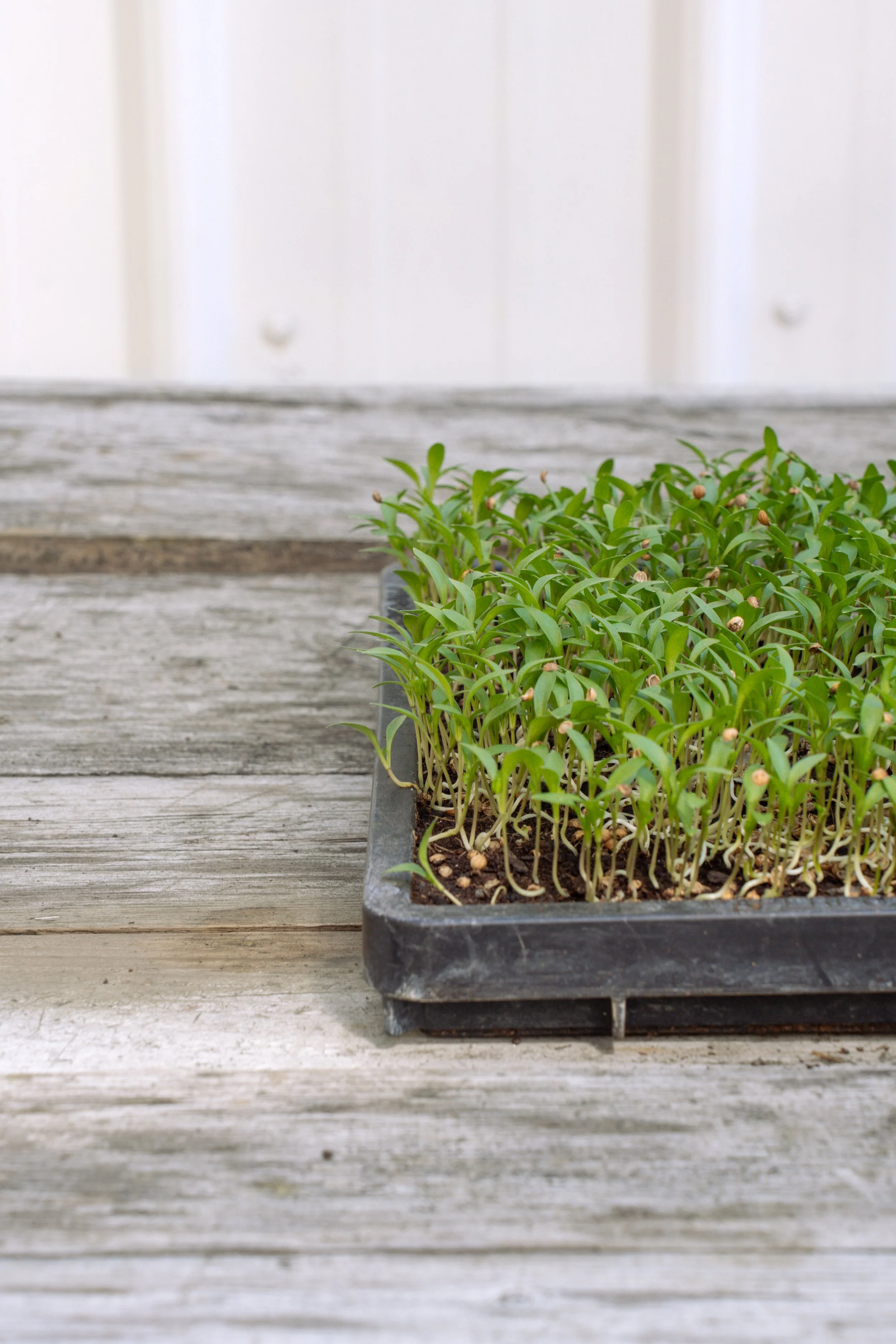 04-08_cilantro closeup.jpg.jpg