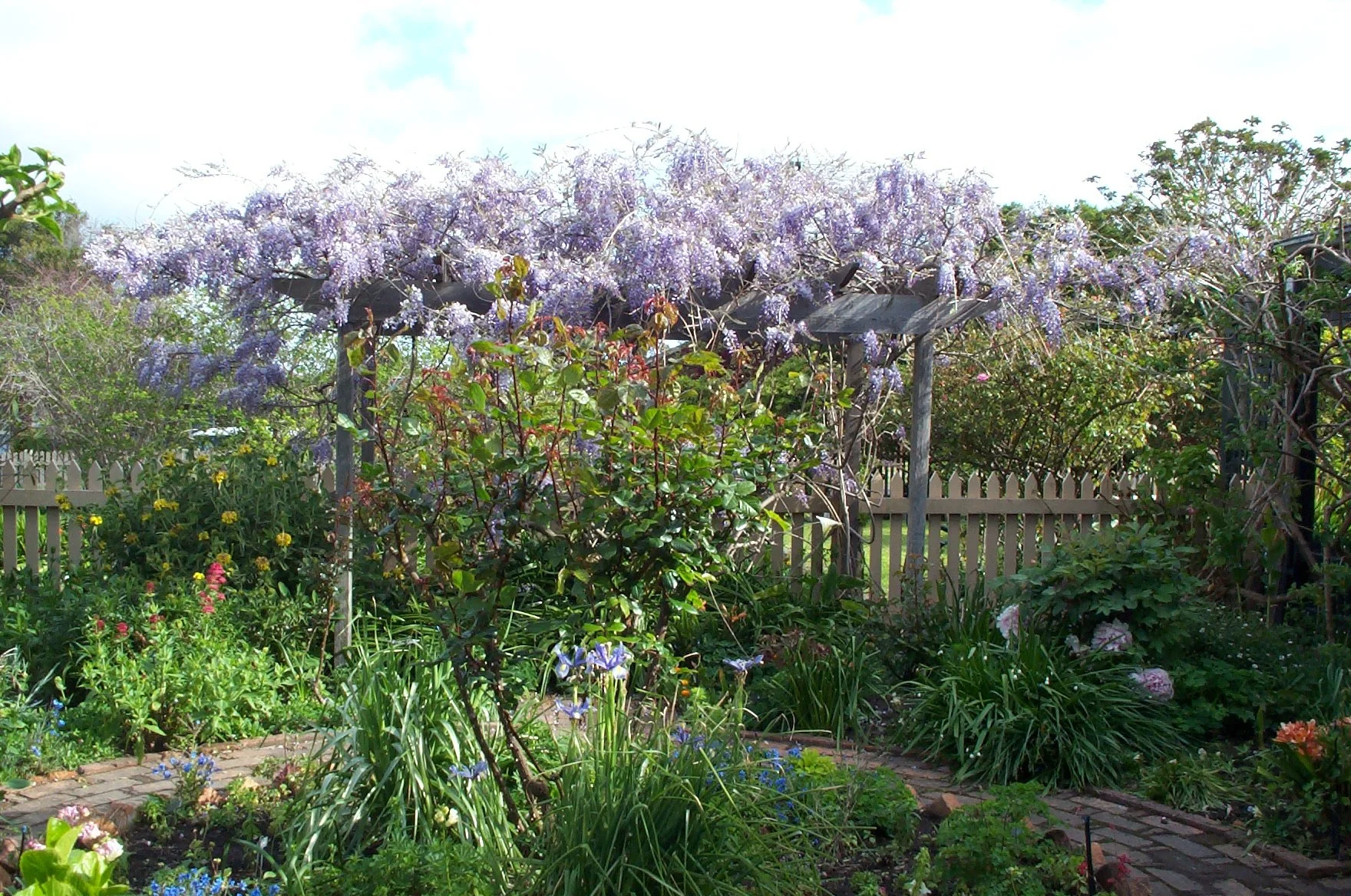 Wisteria looking South.jpg