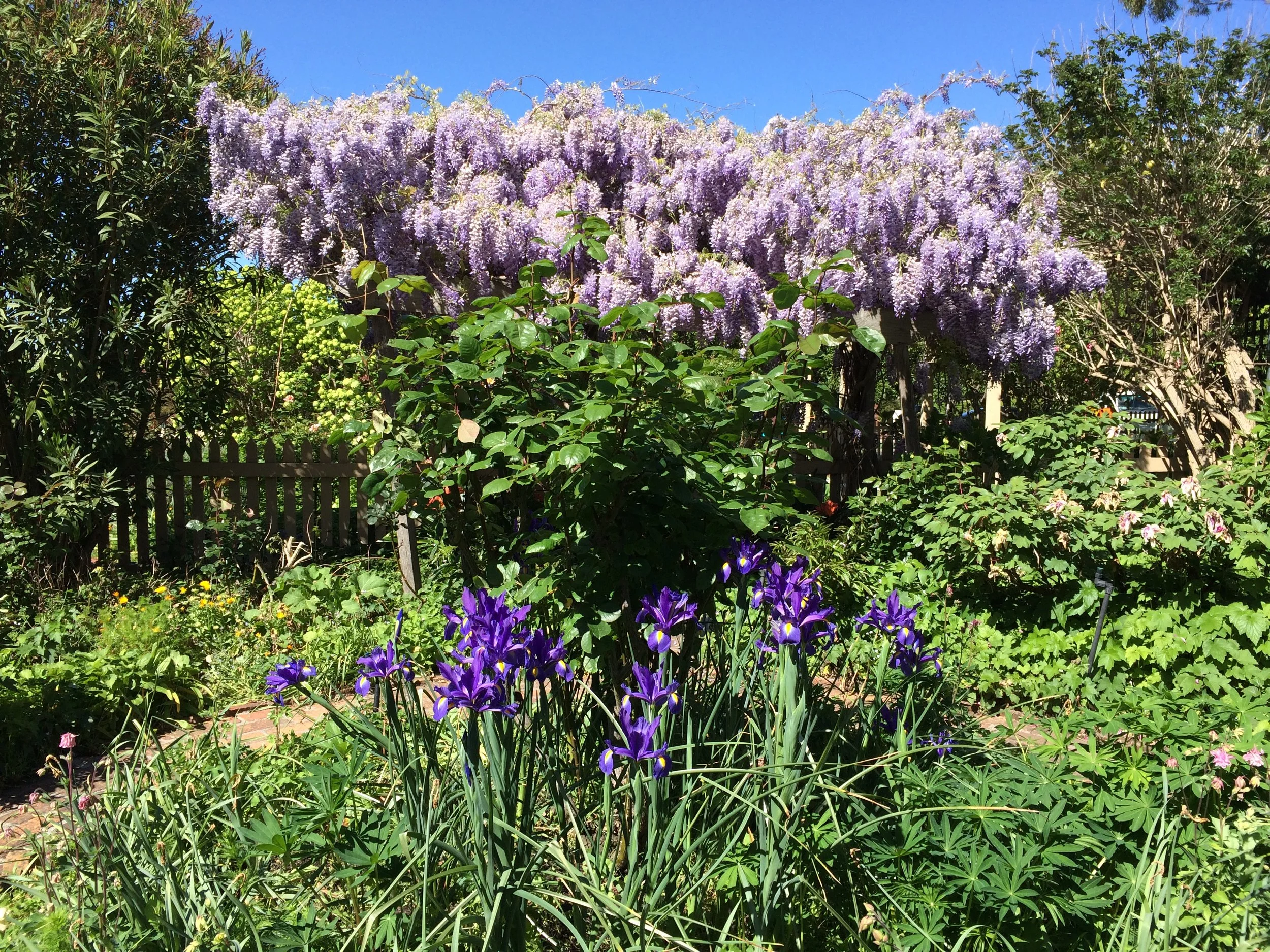 Wisteria in bloom.JPG