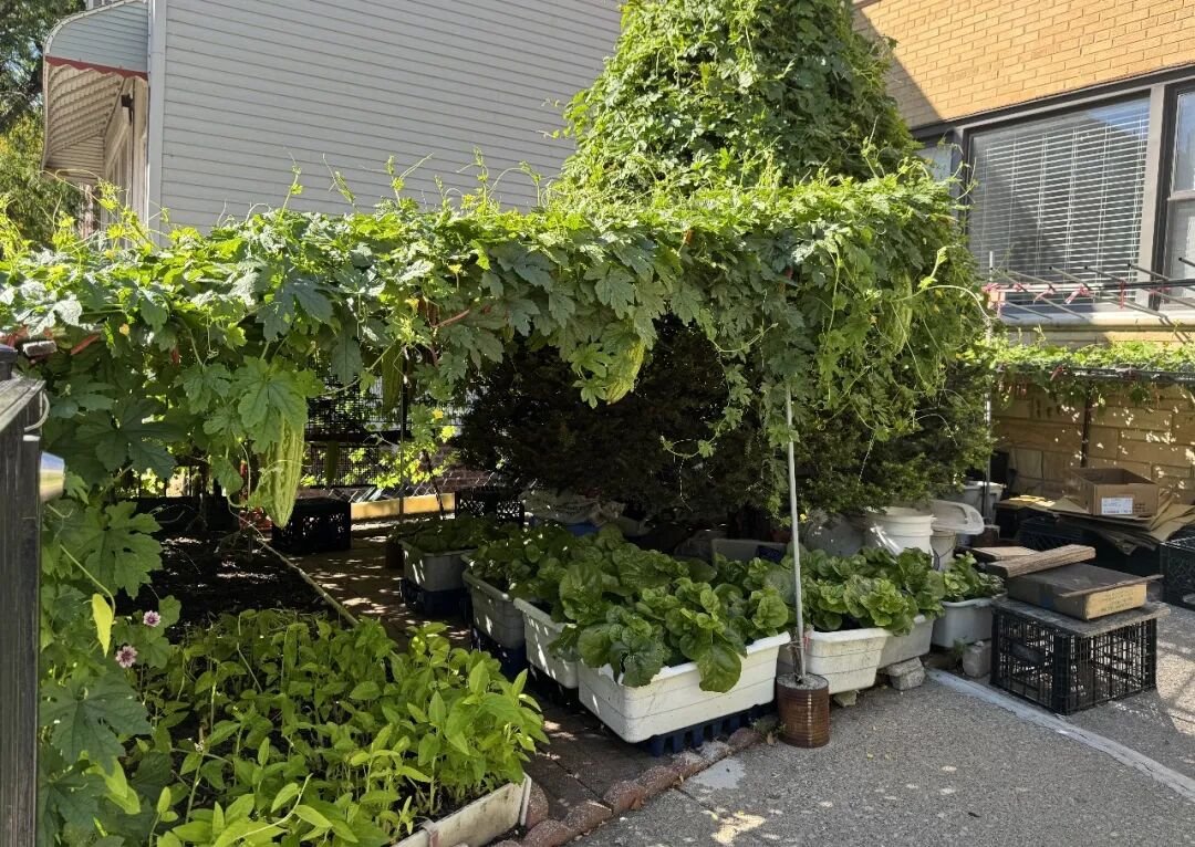移民、土地與家園：當唐人街的菜地搬進博物館
