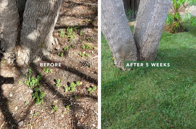 sod installation before after4.jpg