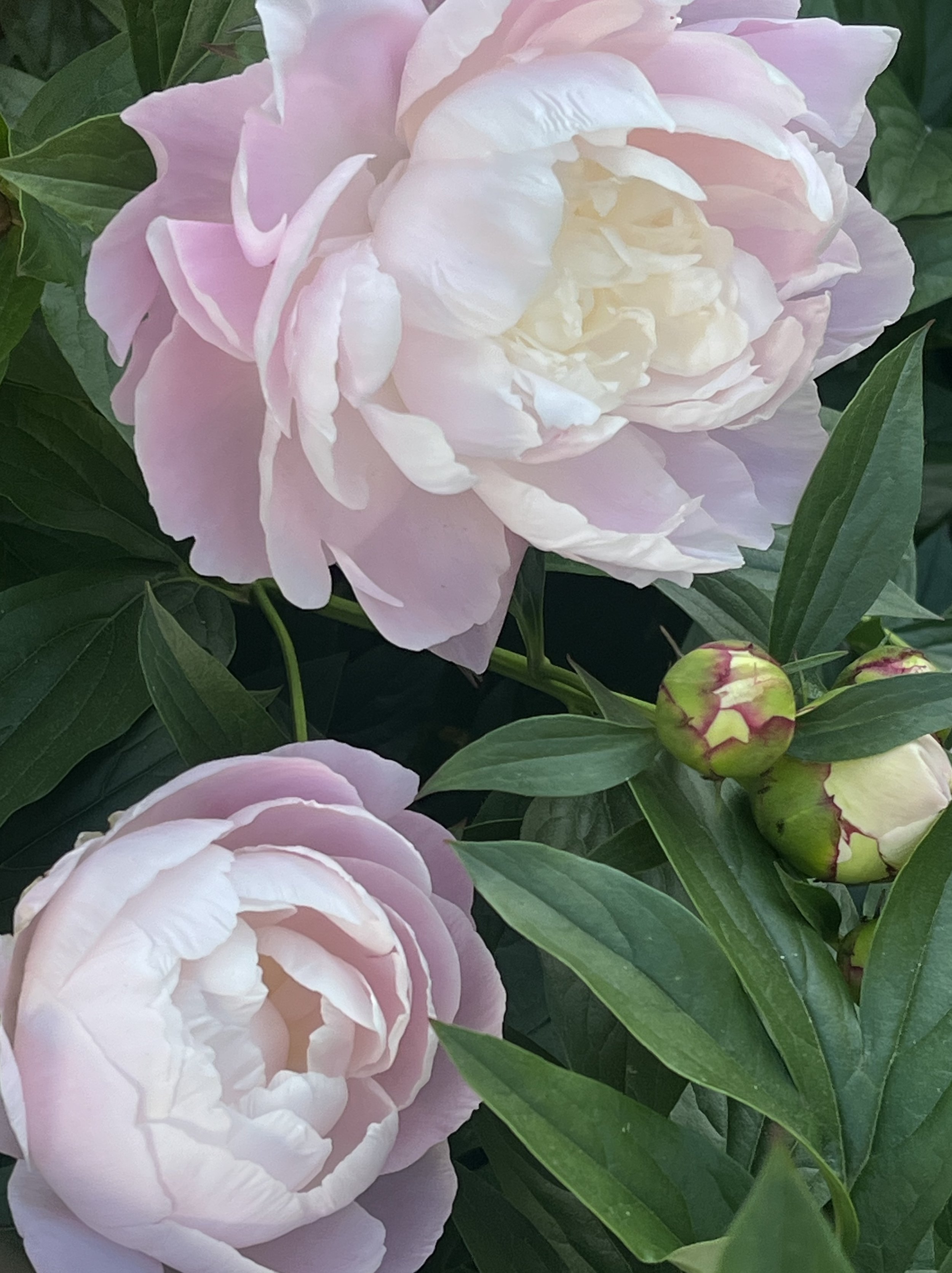 Flowers 3.jpg