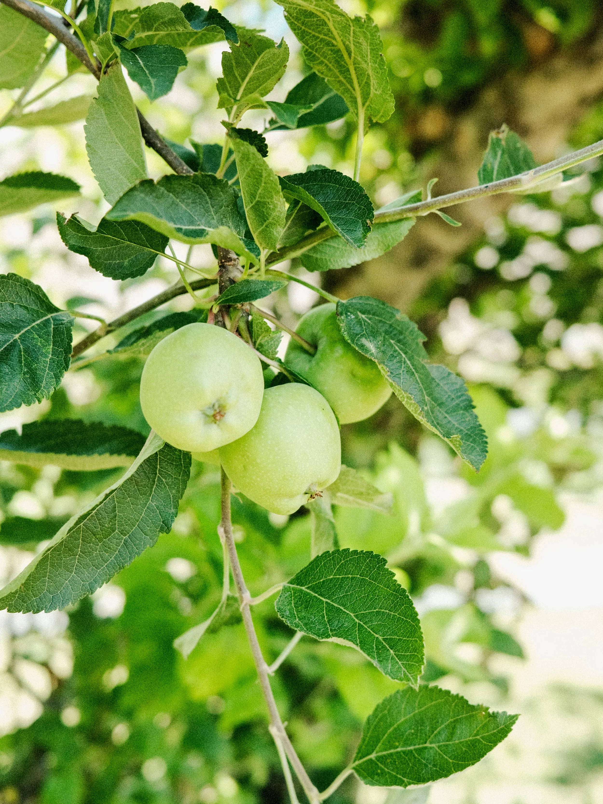 Green apples growing on a tree branch surrounded by green leaves.