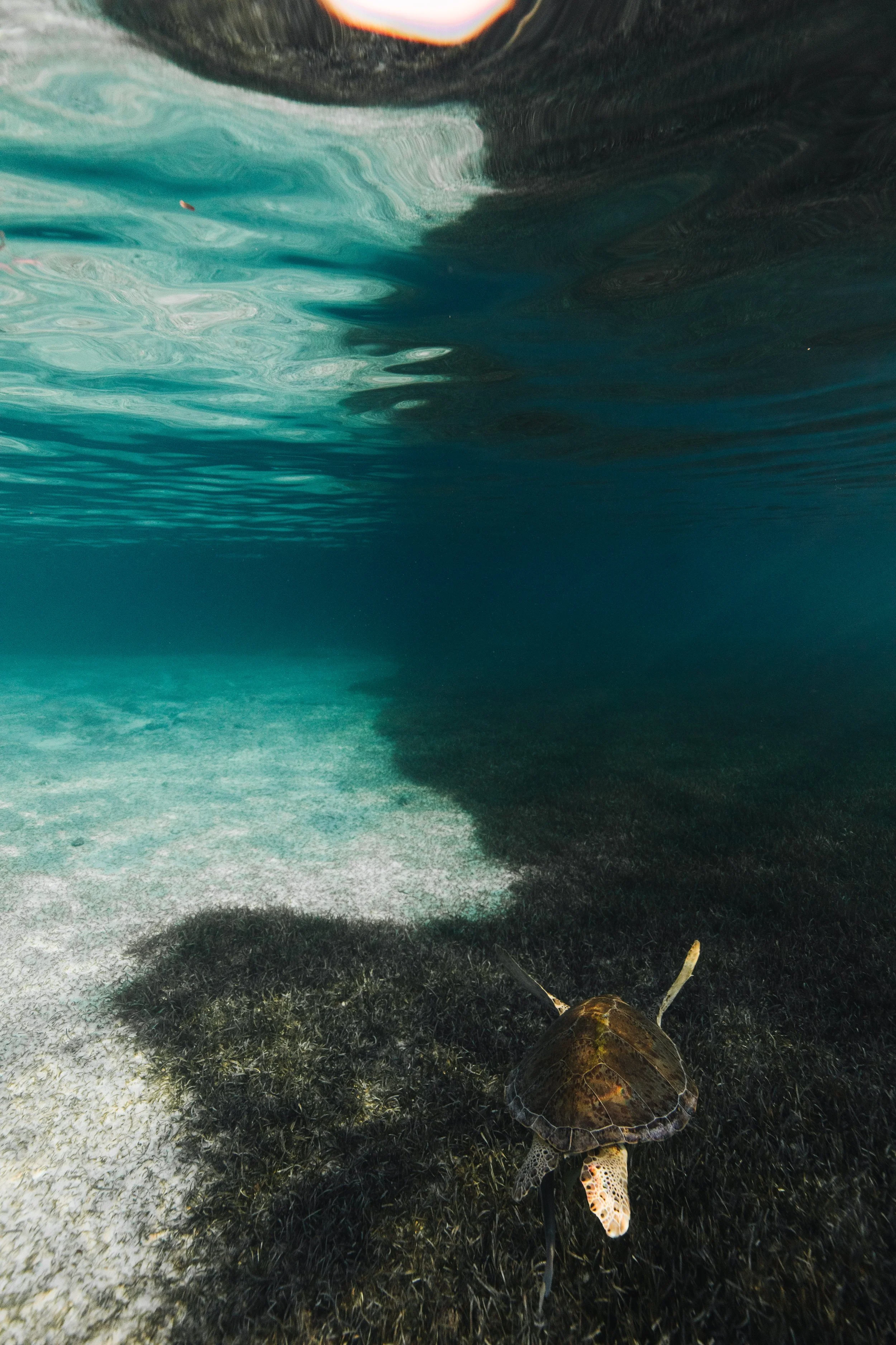 Underwater view of a turtle swimming over sea grass with sunlight filtering through the water.