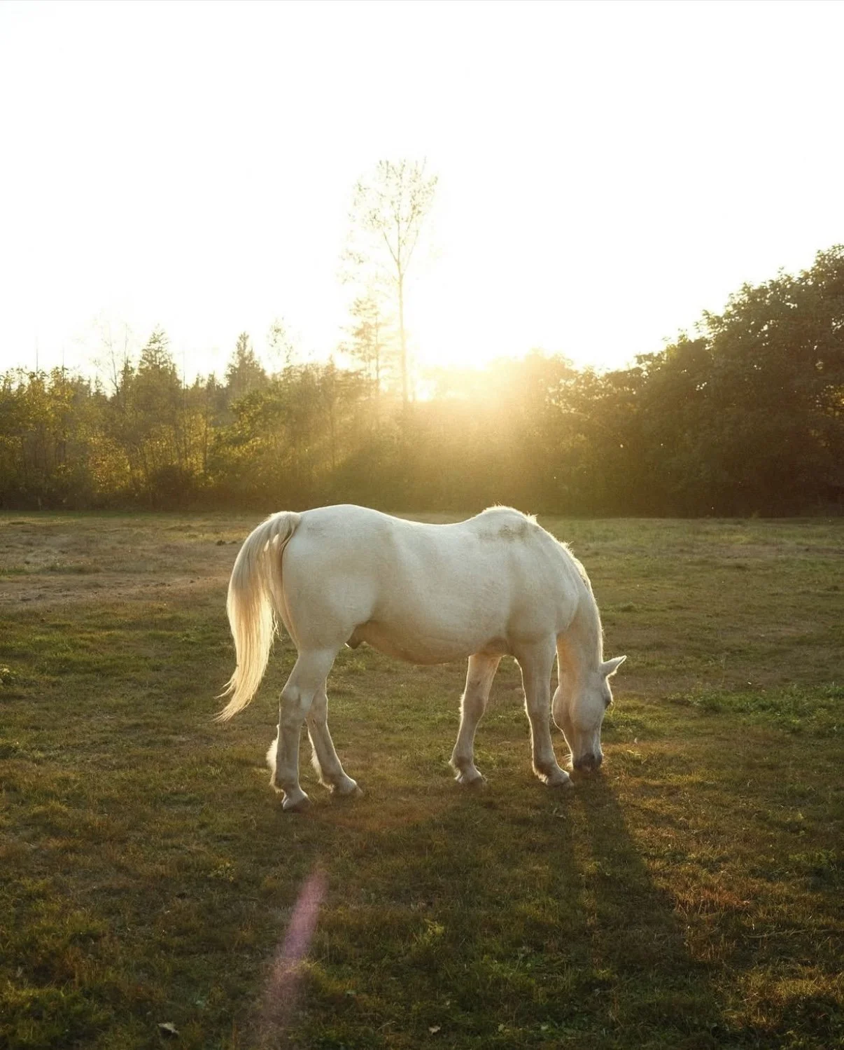 A white horse grazing on a grassy field at sunset with trees in the background.