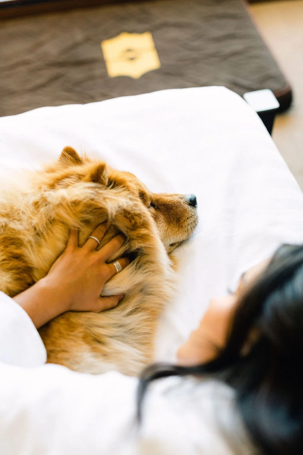 A person petting a golden retriever dog lying on a white bed, with a hand resting on the dog's neck.