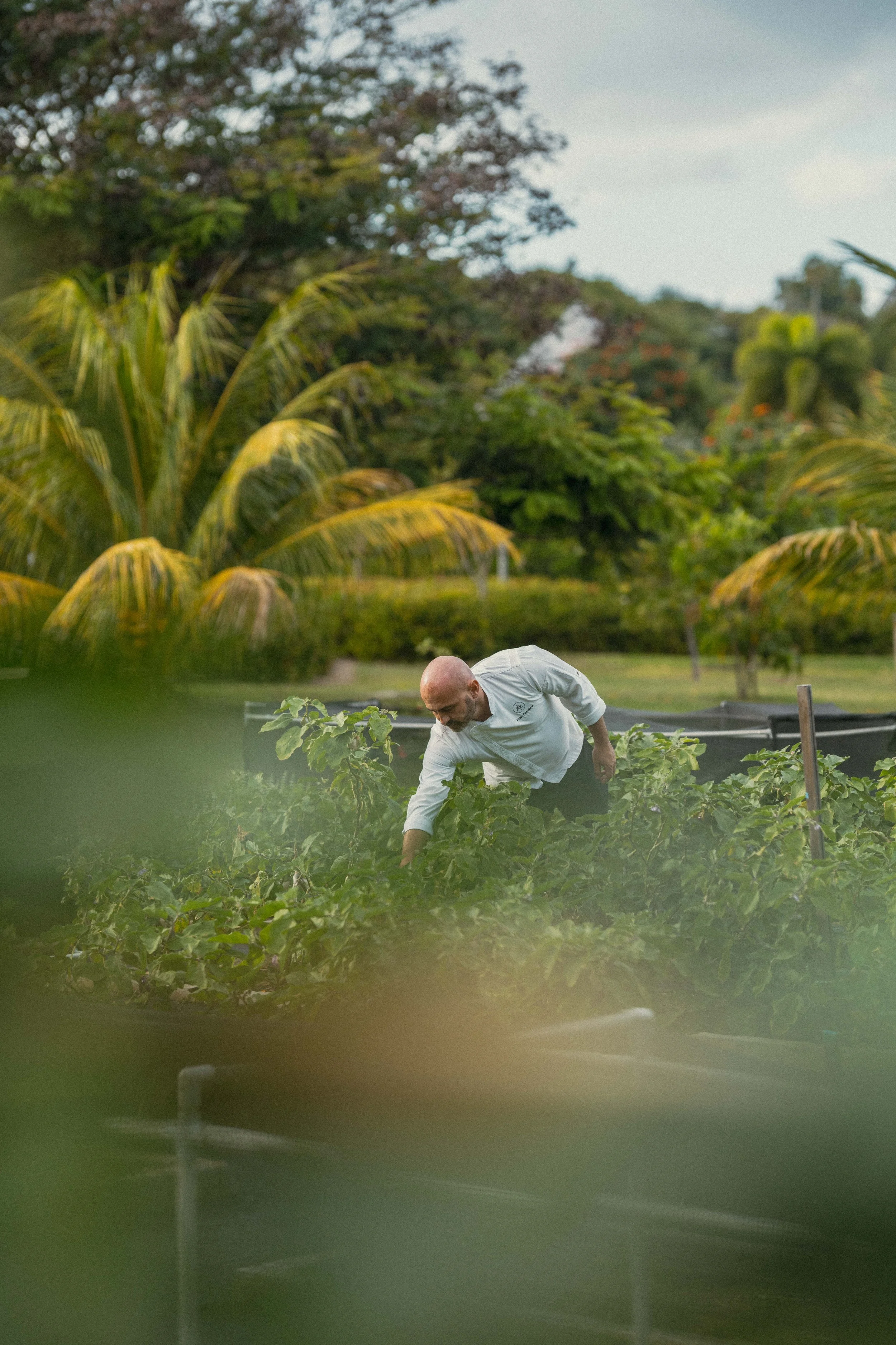 A man in white shirt tending to plants in a lush garden with tropical trees in the background.