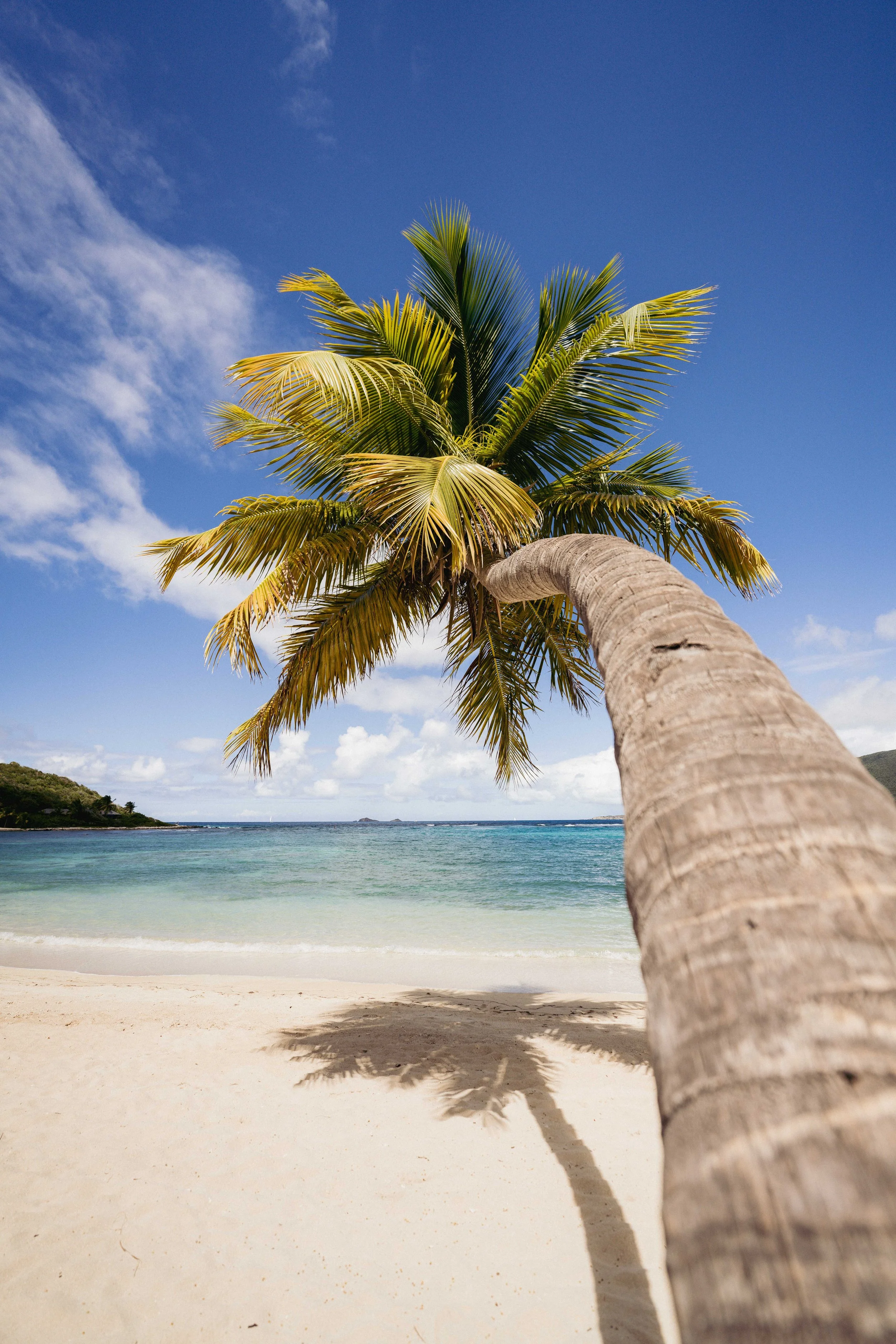 A palm tree on a sandy beach with ocean water and a blue sky in the background.