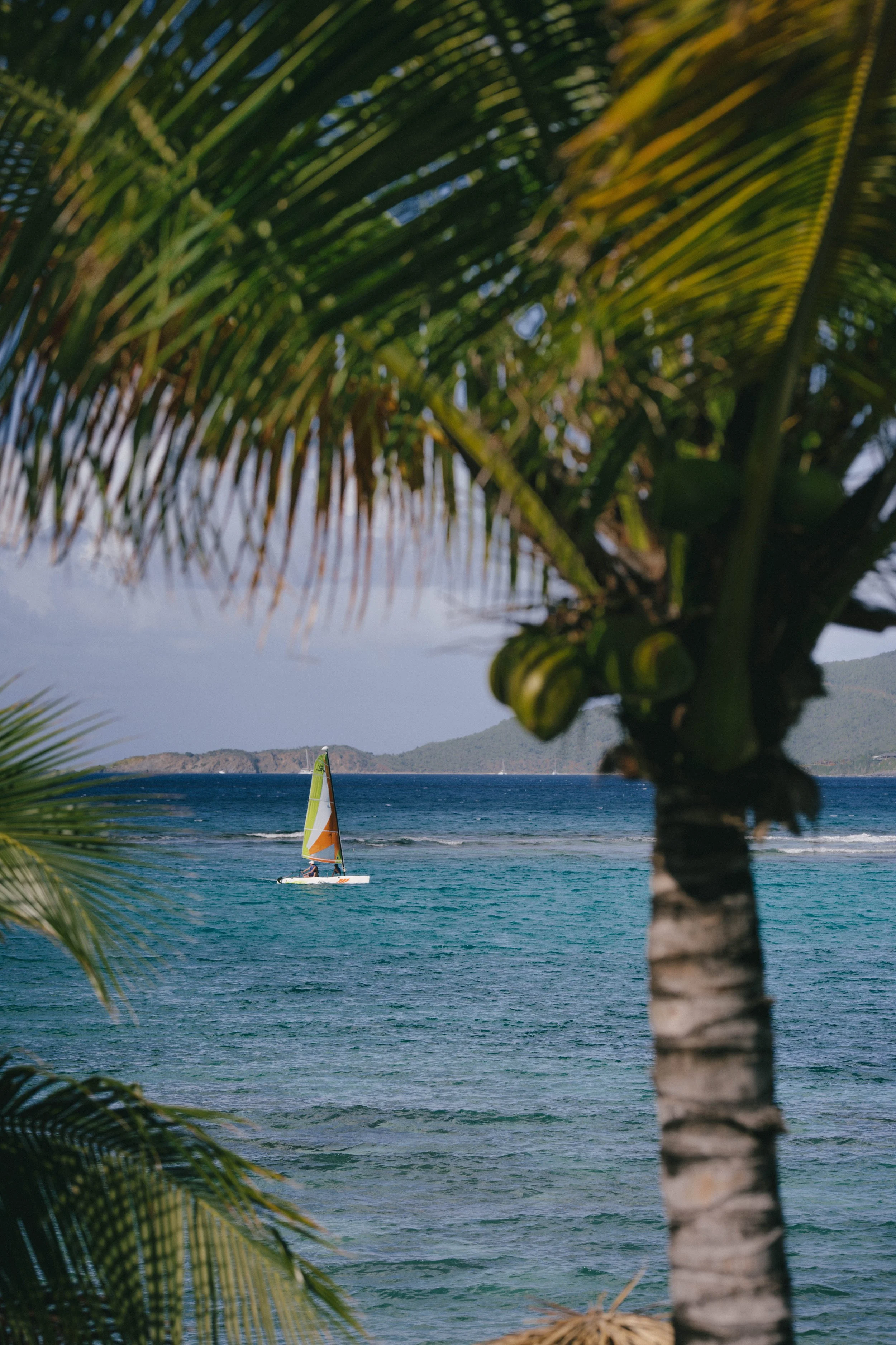 A sailboat sailing in the ocean view through palm trees on a tropical beach.