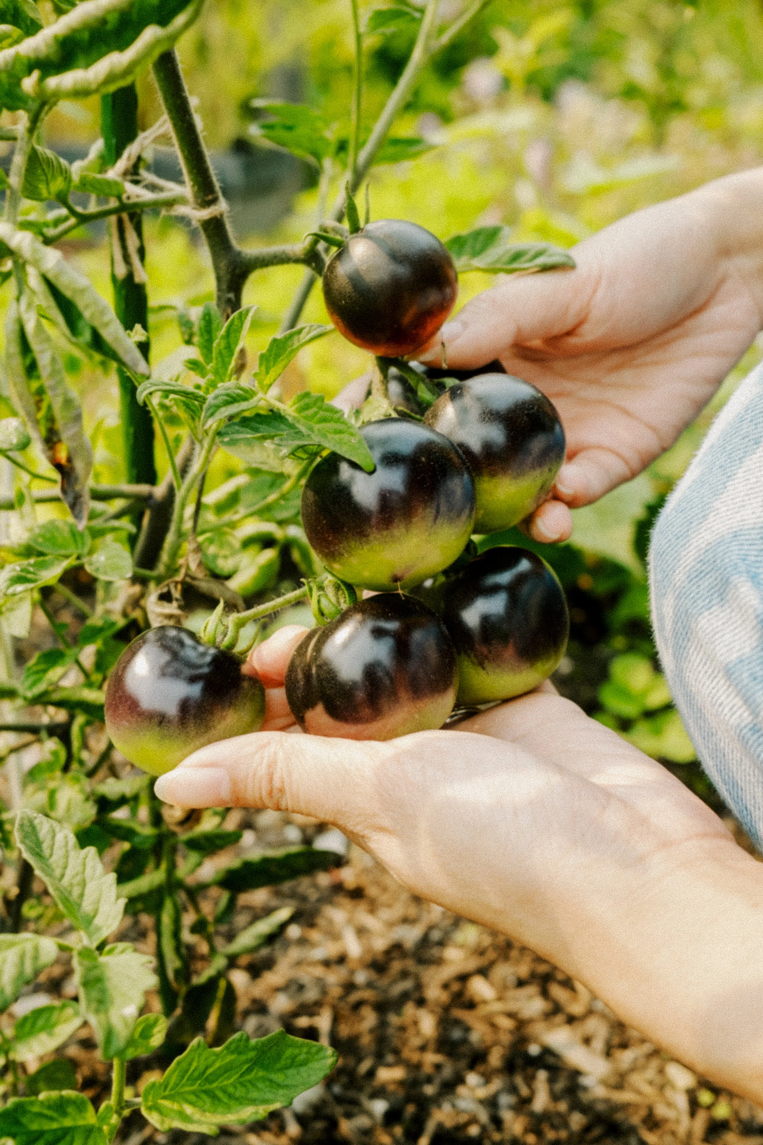 Person harvesting ripe Black Krim tomatoes in a garden.
