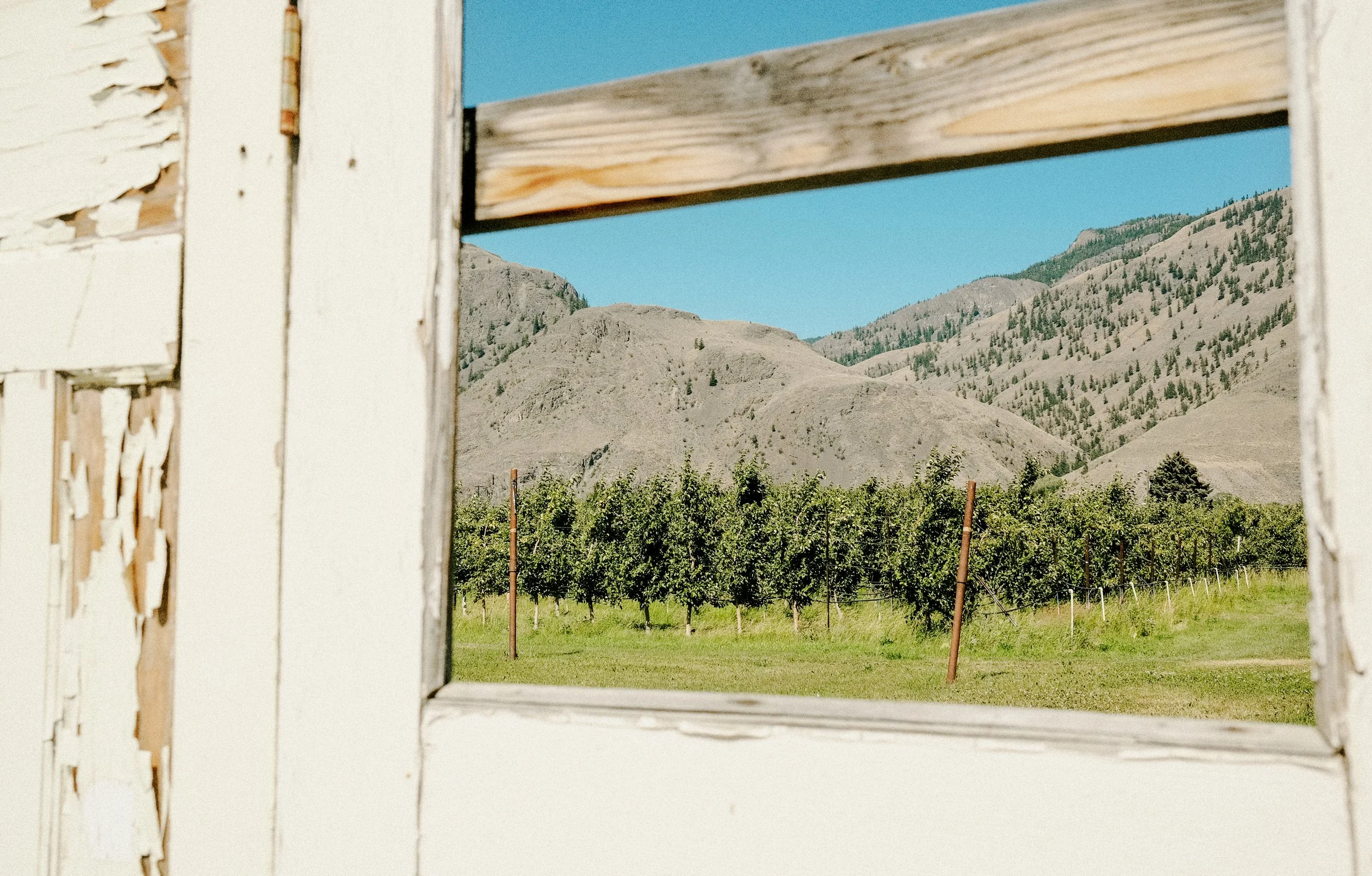 View of green vineyard with rows of grapevines and wooden support posts, framed by a white, peeling wooden window frame, with mountainous terrain and a clear blue sky in the background.