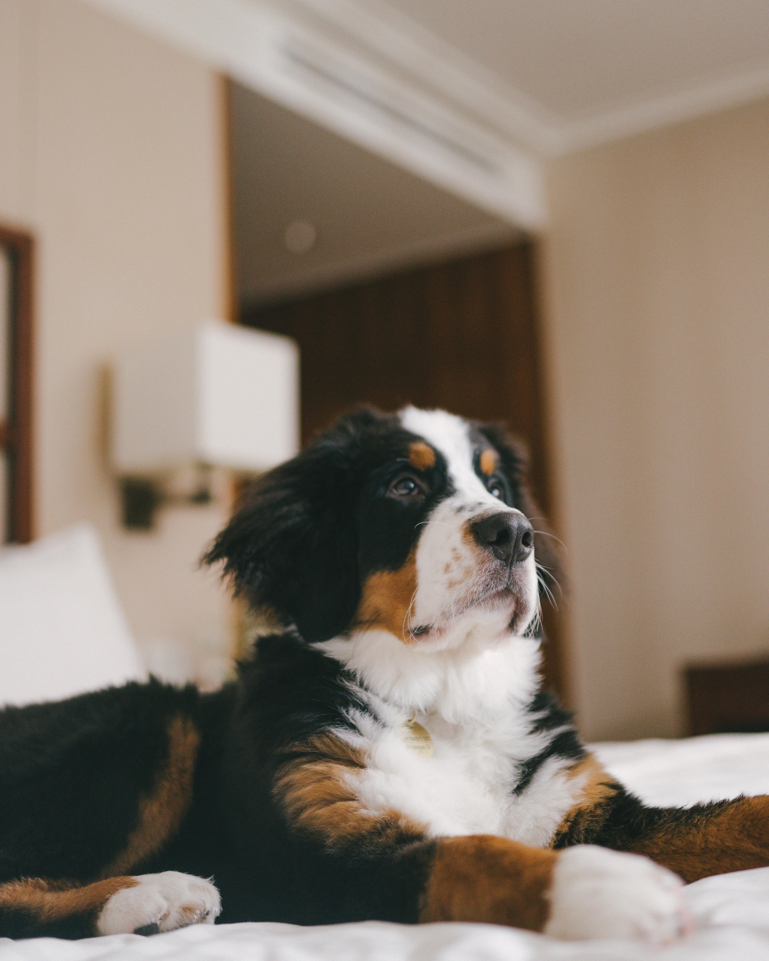 A Bernese Mountain Dog puppy lying on a bed in a bedroom.