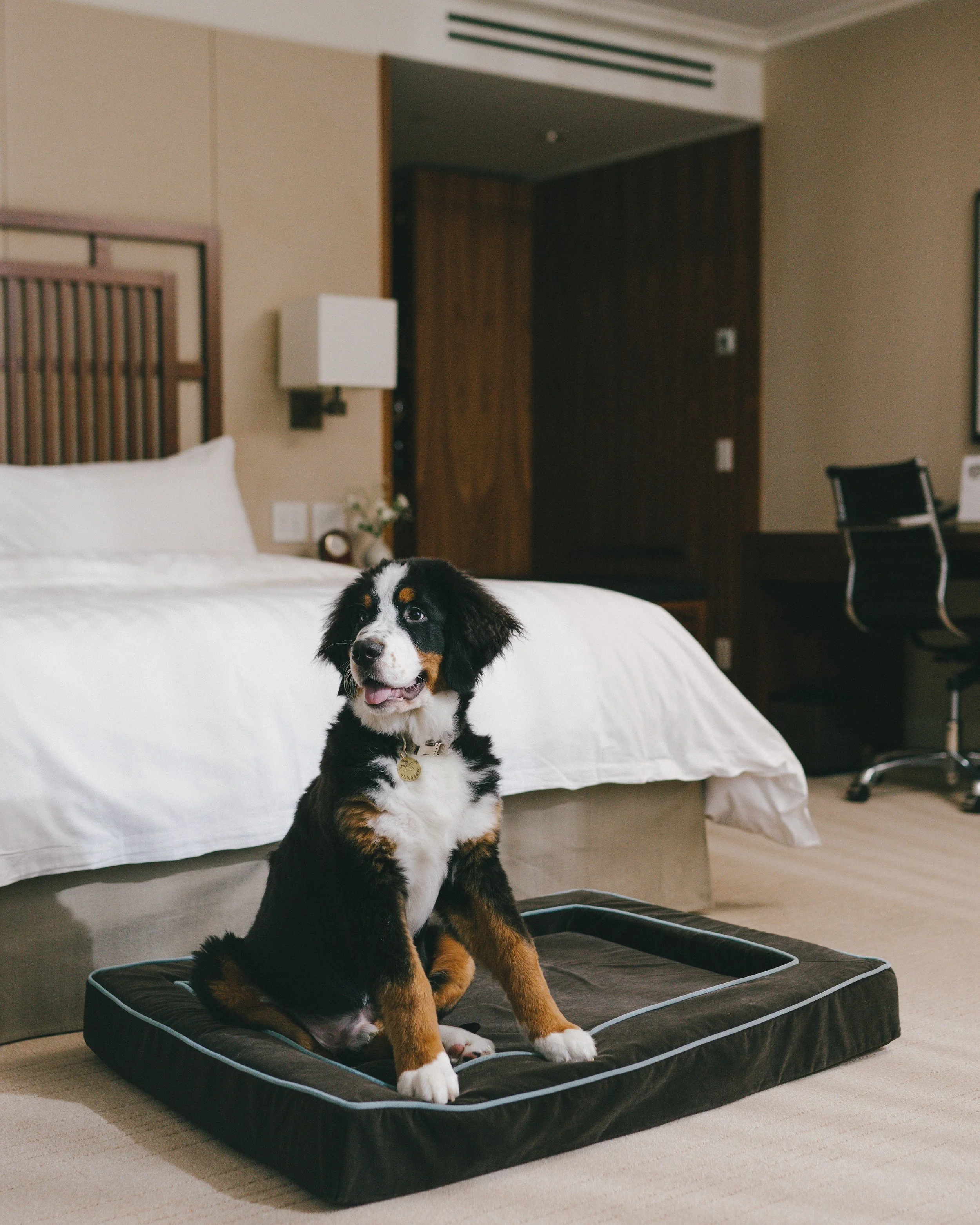 A cute Bernese Mountain Dog puppy sitting on a dog bed in a hotel room, with a bed, nightstand, lamp, and office chair in the background.