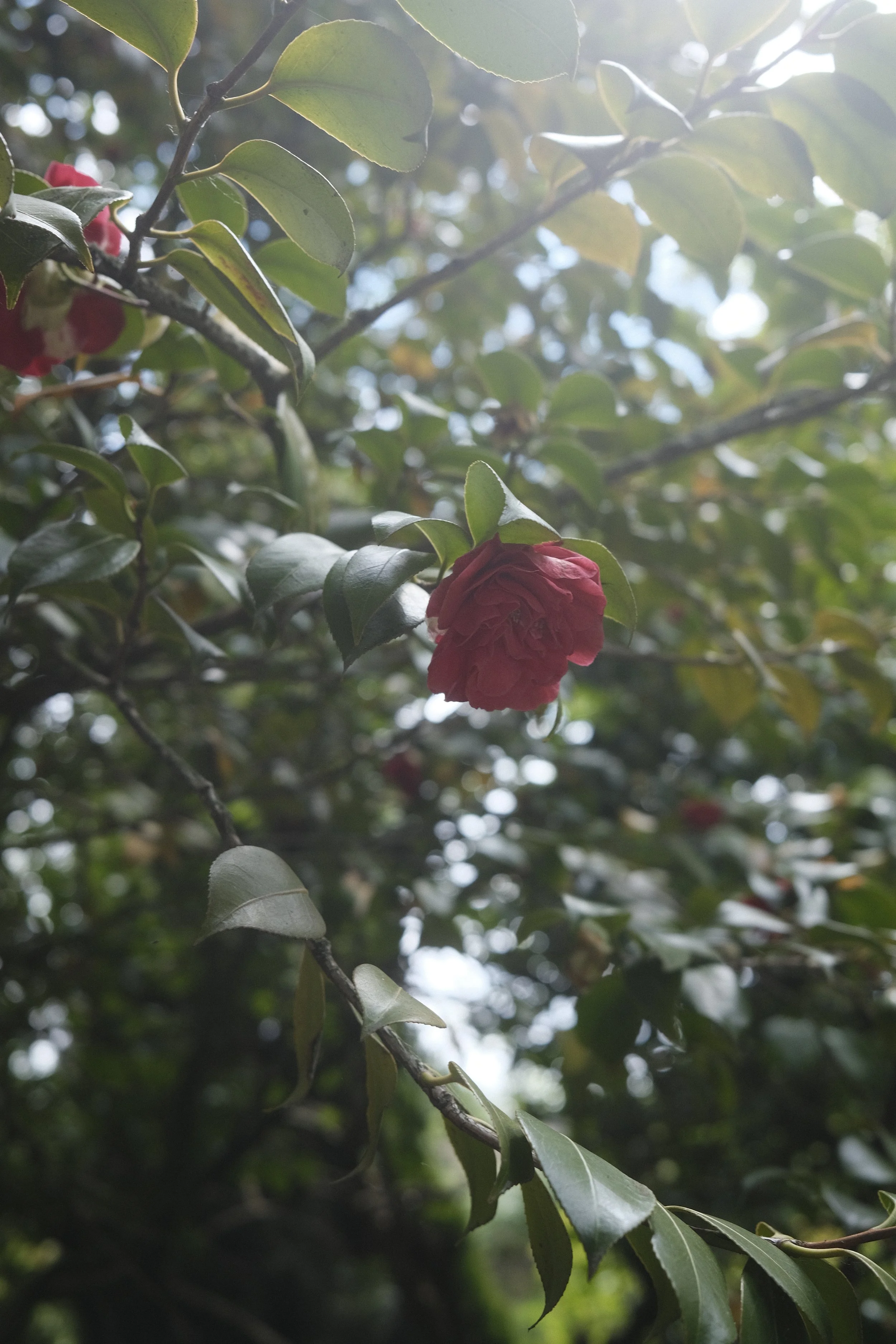 A red camellia flower hanging from a branch surrounded by green leaves with sunlight coming through.