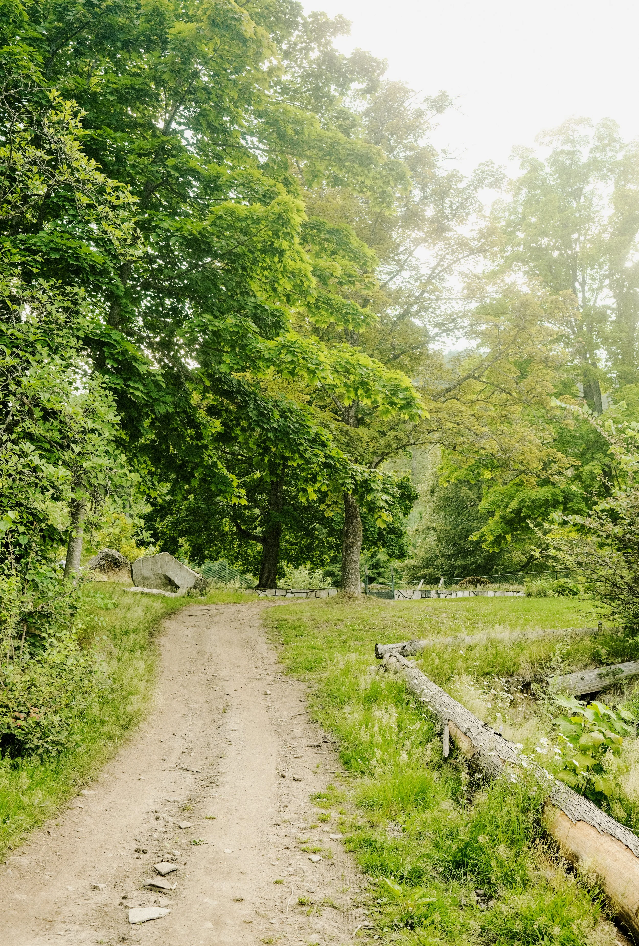 A dirt walking trail through a green forest with trees on both sides and a fallen log on the right.