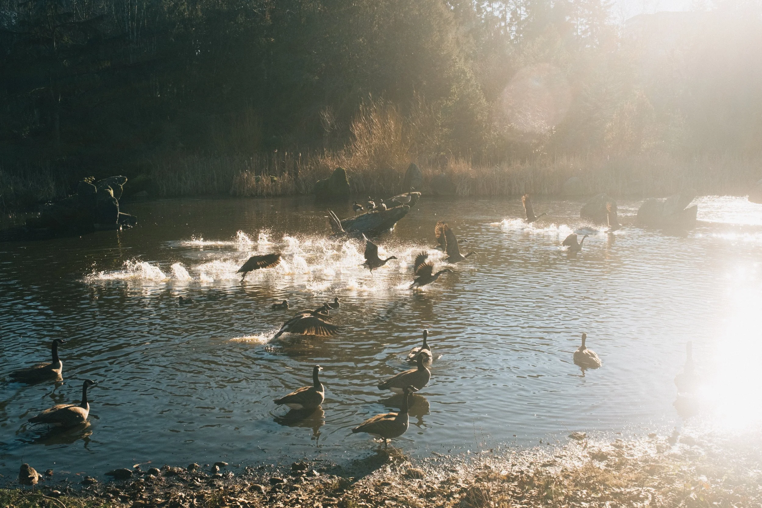 Geese flying and swimming on a river at sunset with trees in the background.